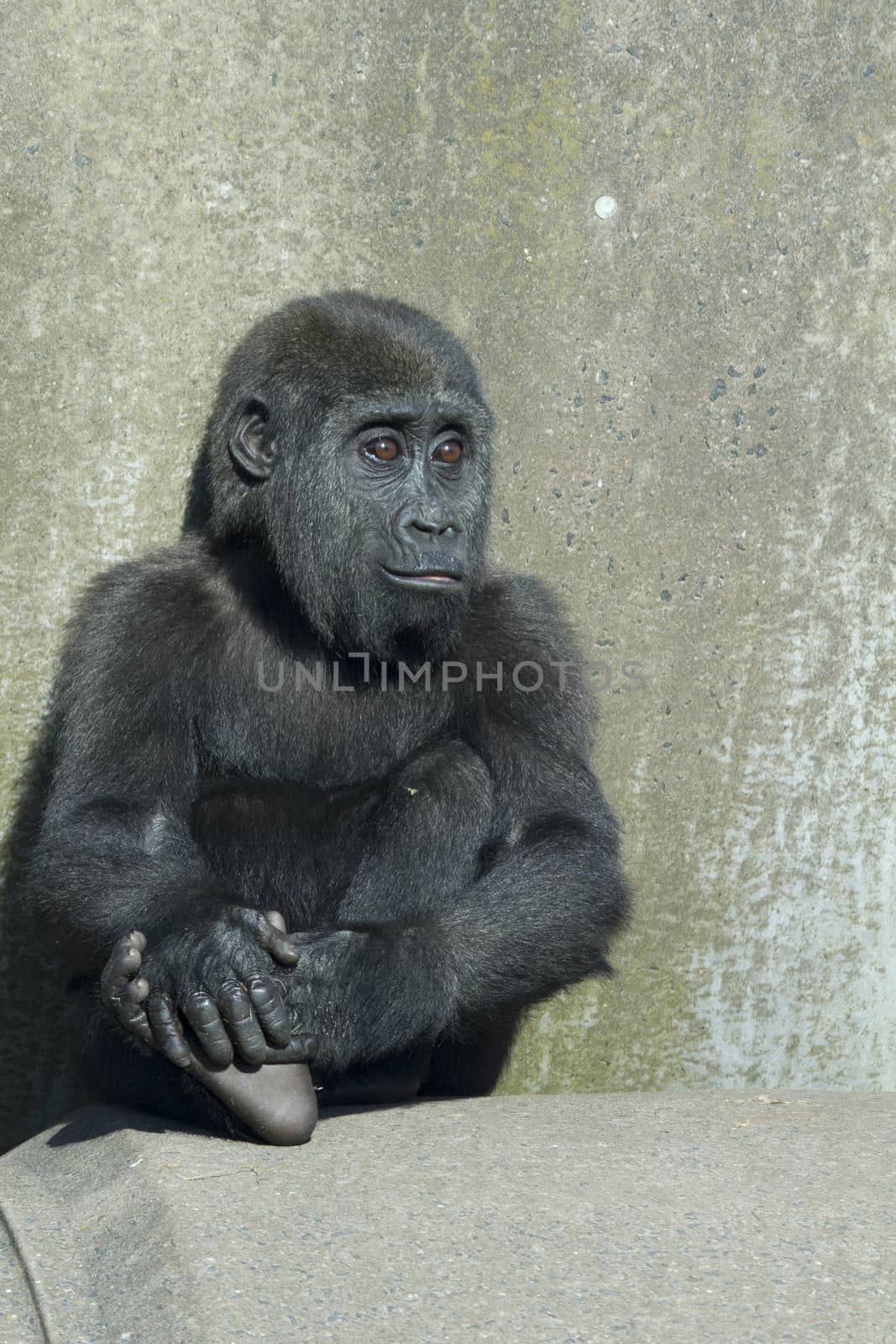 A baby female gorilla sitting on concrete