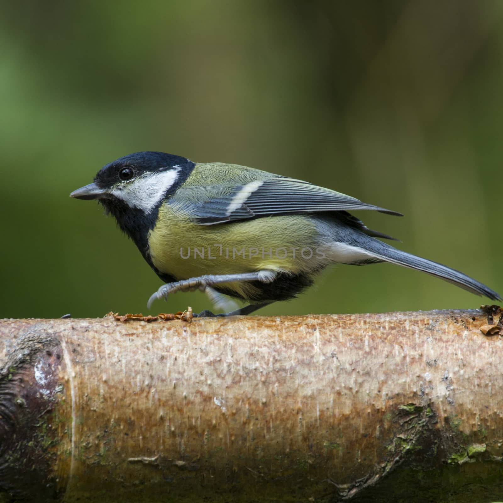 Great Tit (Parus major) perched on a tree stump