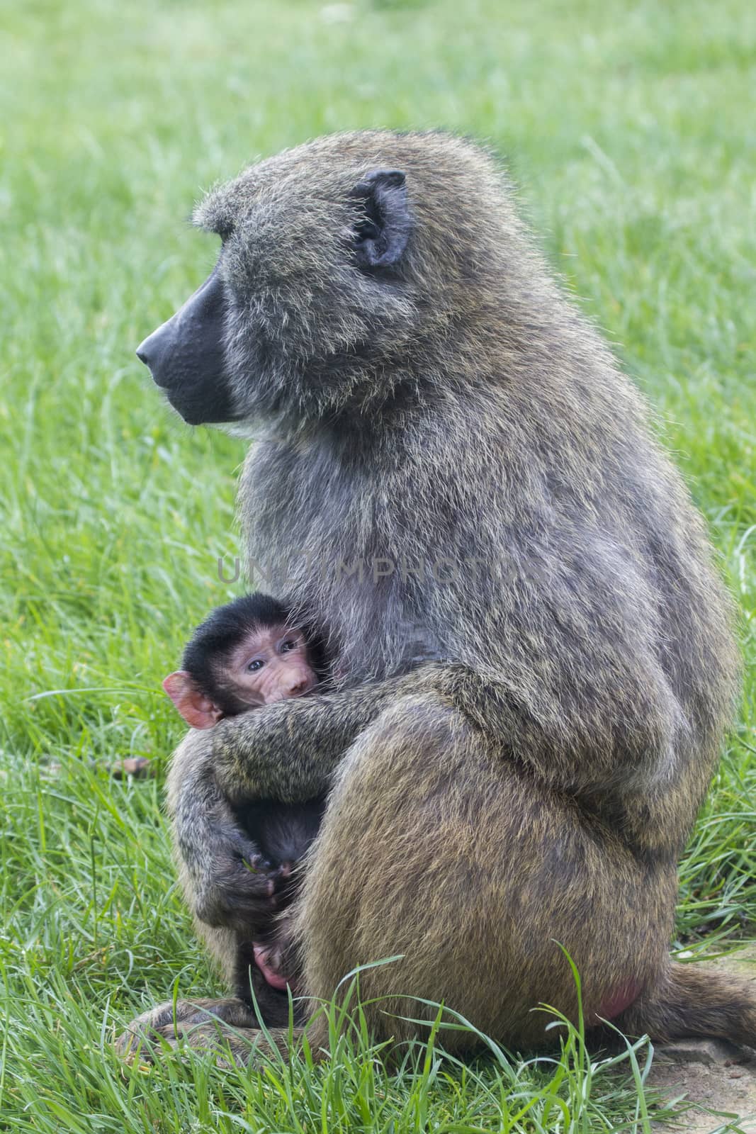 Mother and Baby Baboon in the wild