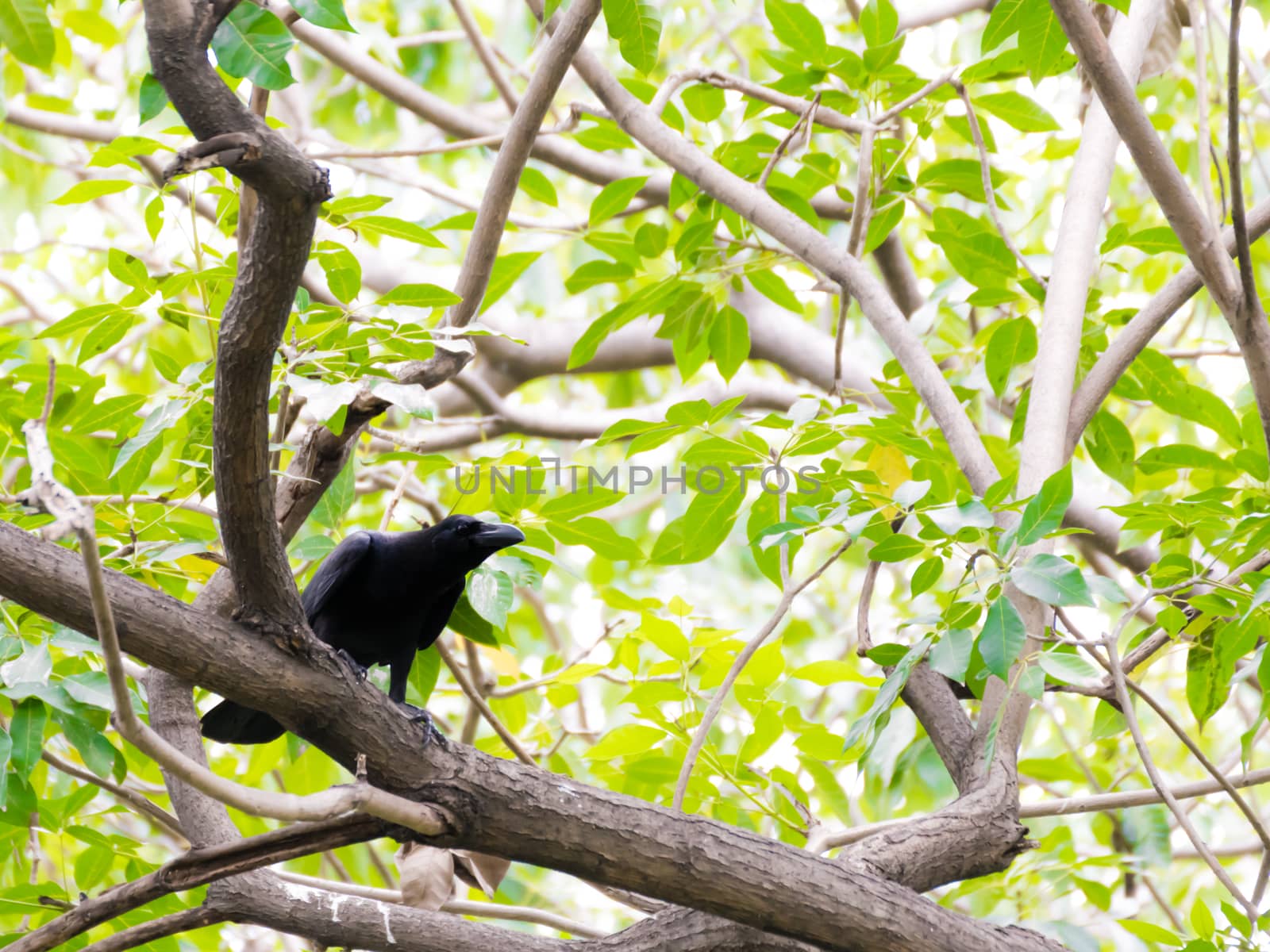 crow on the tree in the park nature background