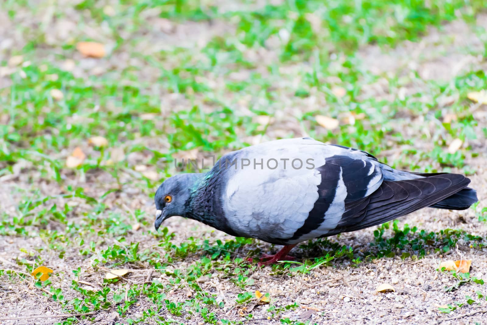 Hungry pigeon Find something to eat in the the park