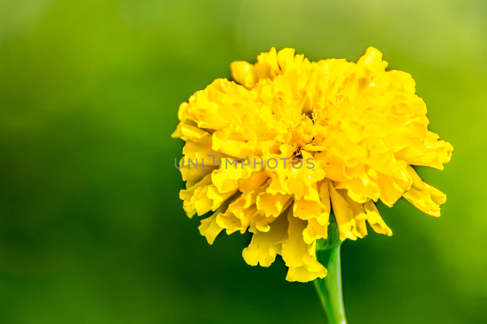 Marigold flower by pitchaphan
