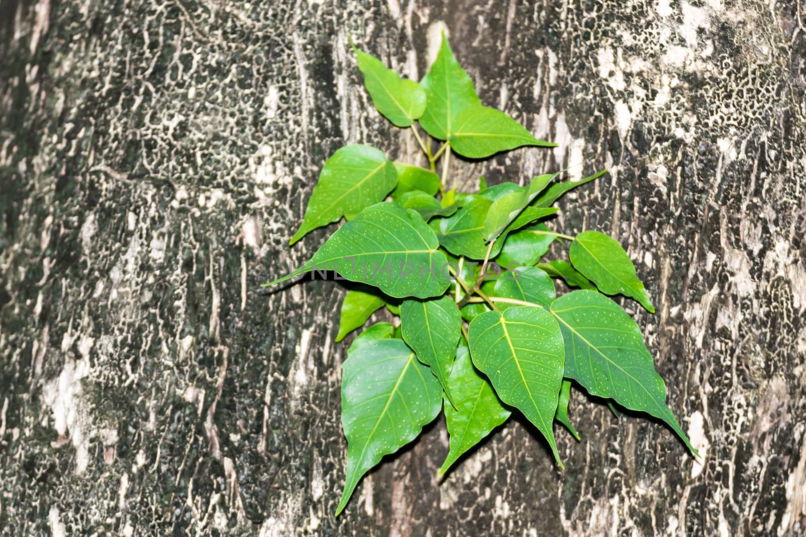 plants on tree background nature texture