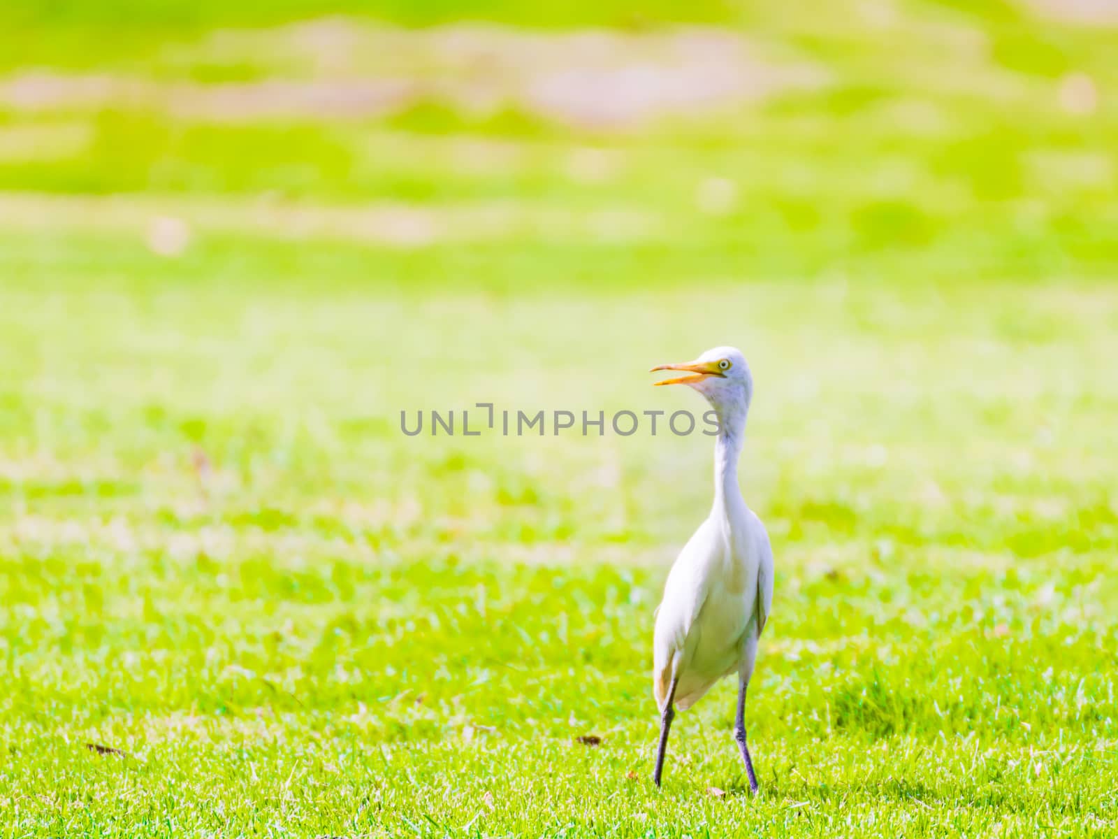 White egret in the park by pitchaphan