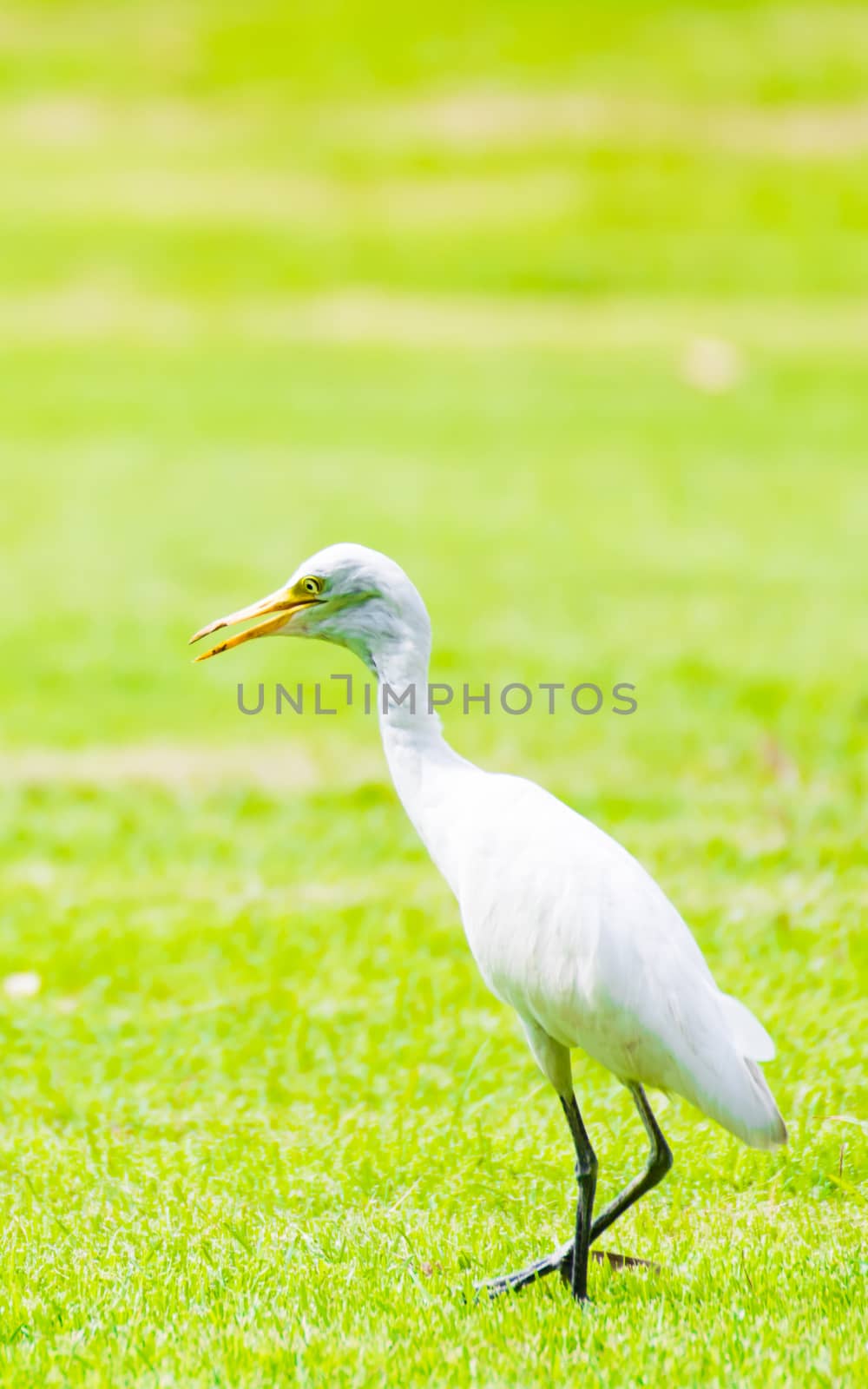 White egret walking in the park nature background