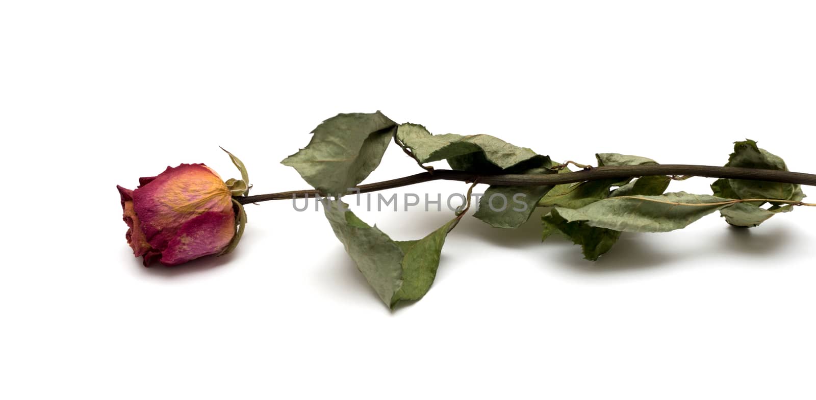 Dried roses isolated on white