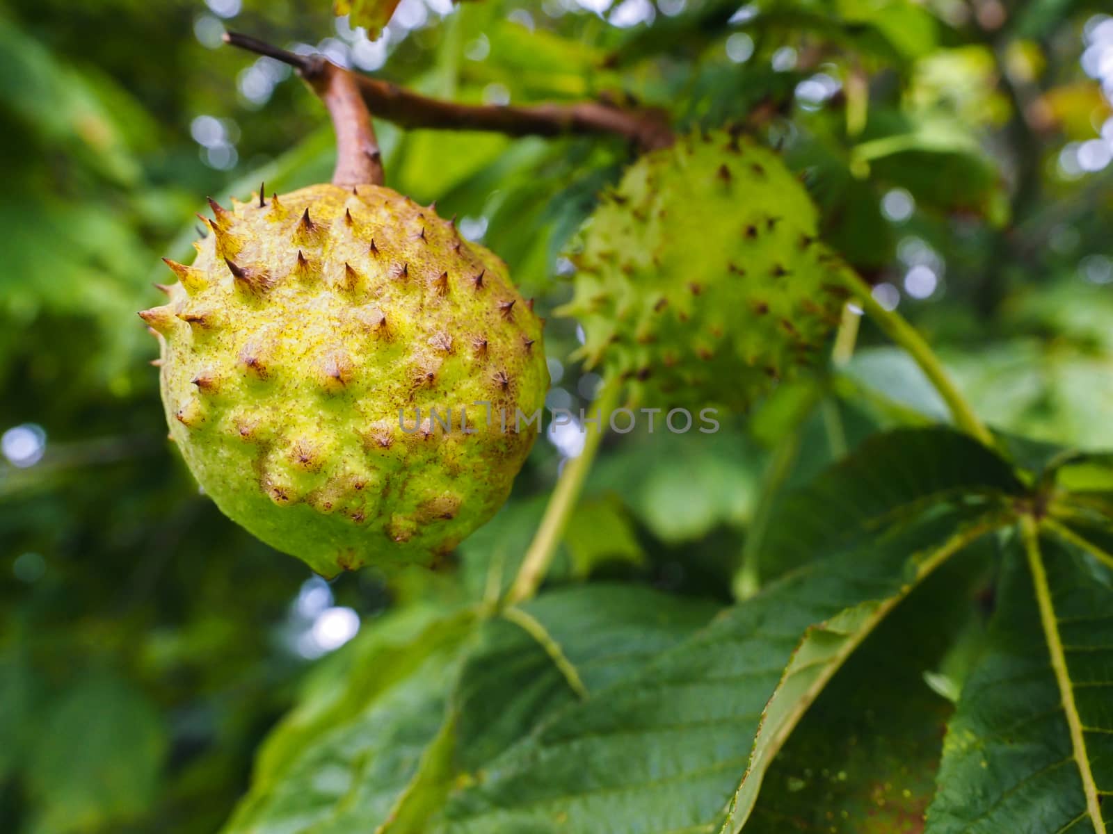 Closeup of unripe chestnut maturing on tree with fresh green leaves in background