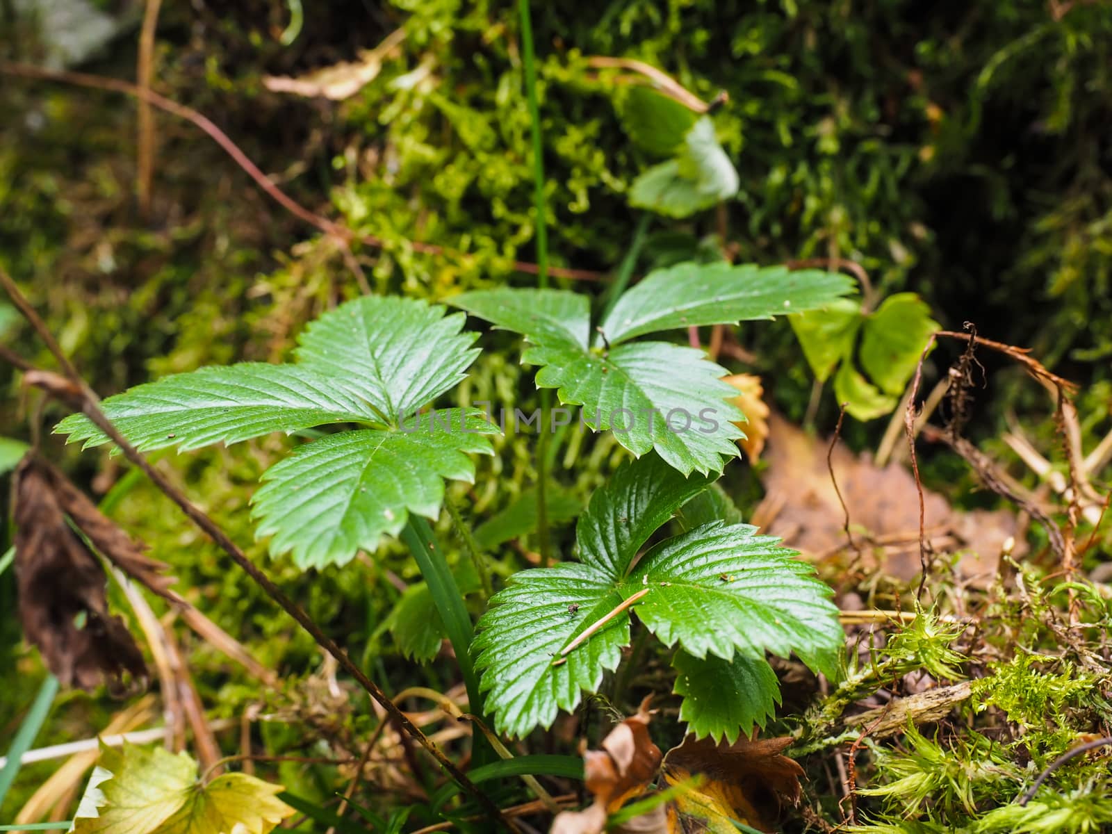 Wild green strawberry plant in forest over moss and lichen