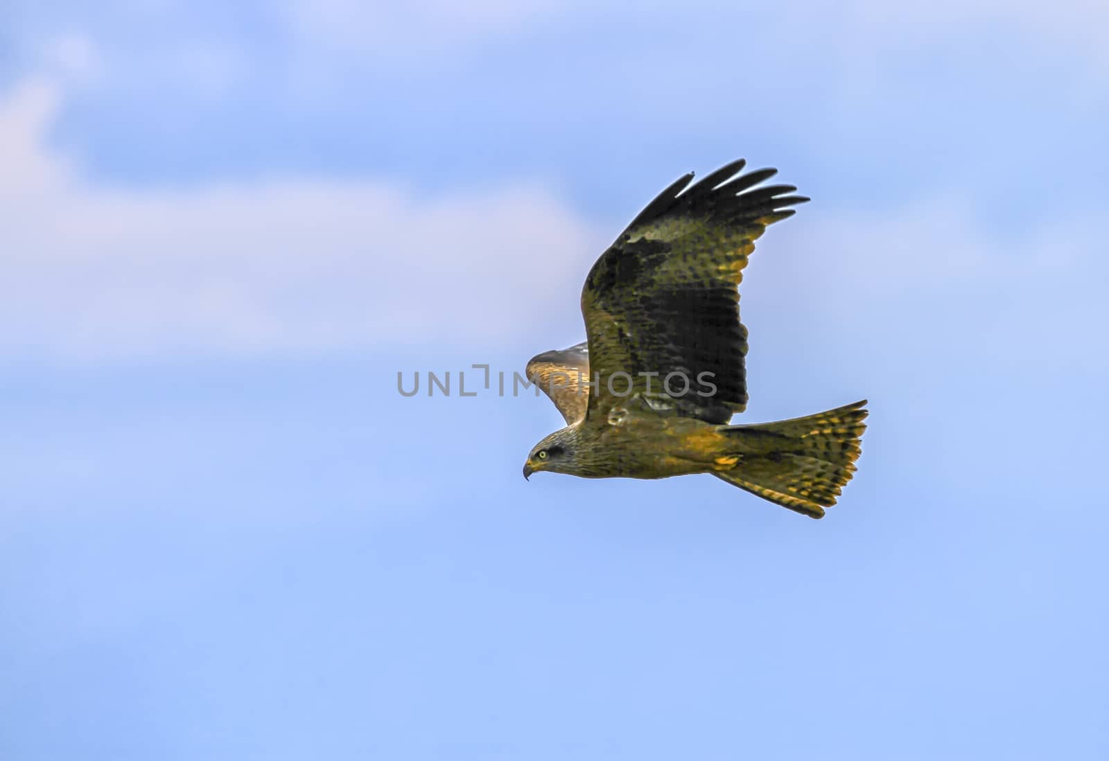 Common buzzard, buteo buteo, flying in the sky