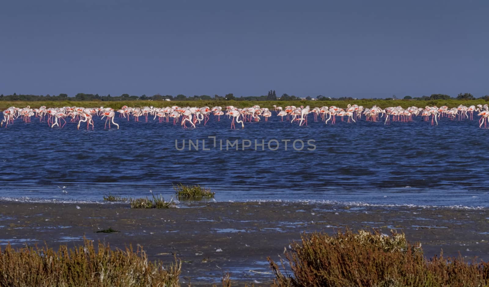 Flock of greater flamingos, phoenicopterus roseus, in water, Camargue, France