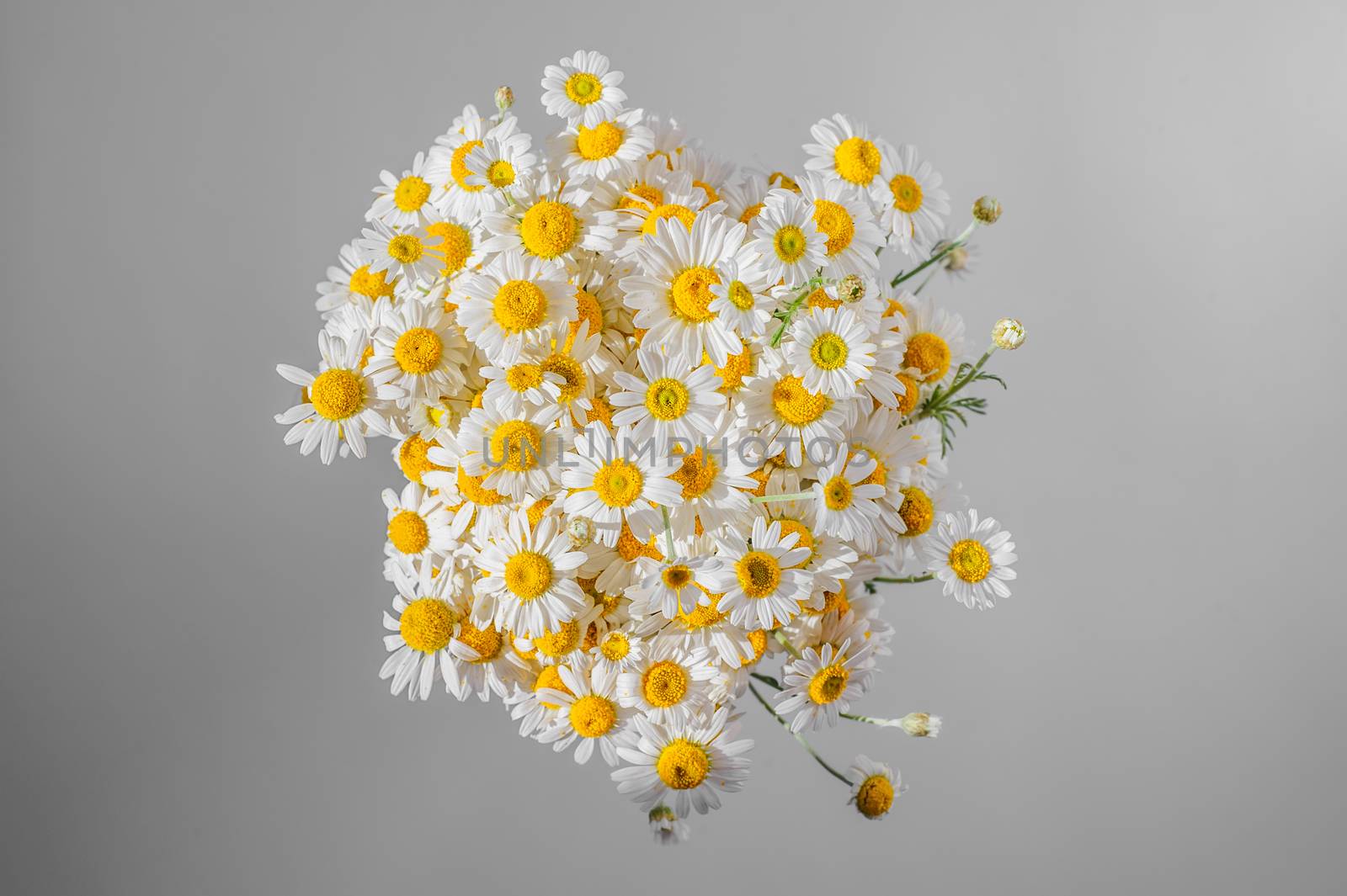 Bunch of chamomiles on natural gray background, view from top