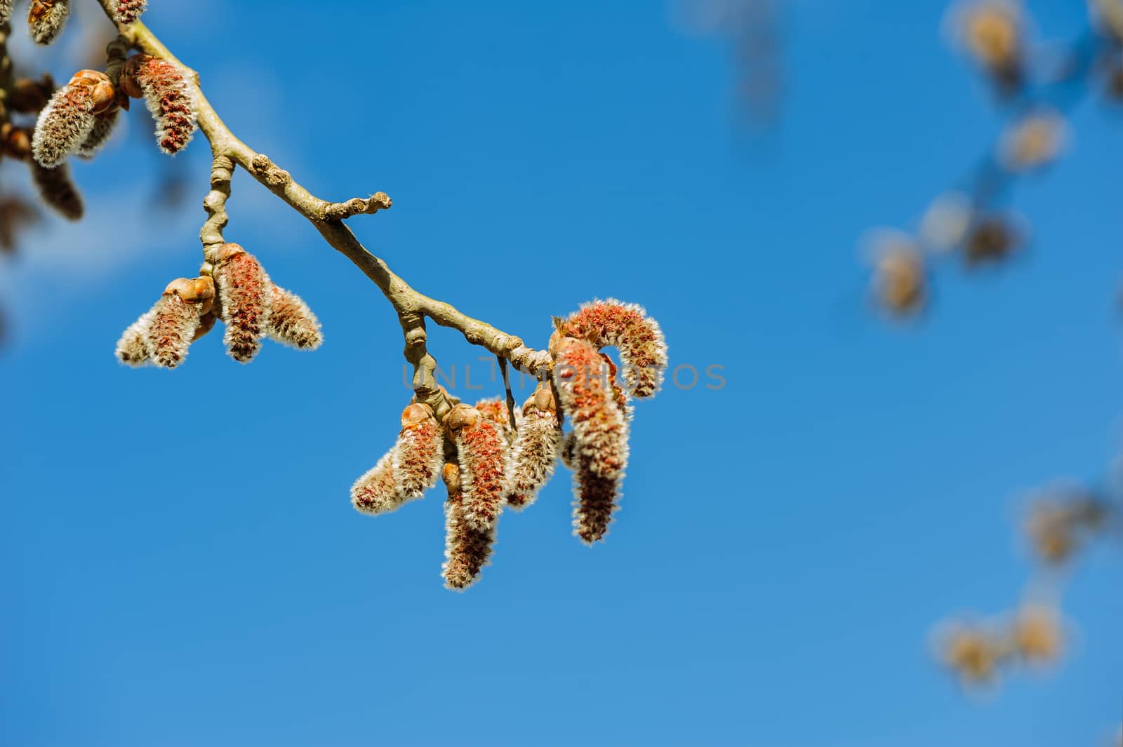 Catkins at Alder Tree by starush