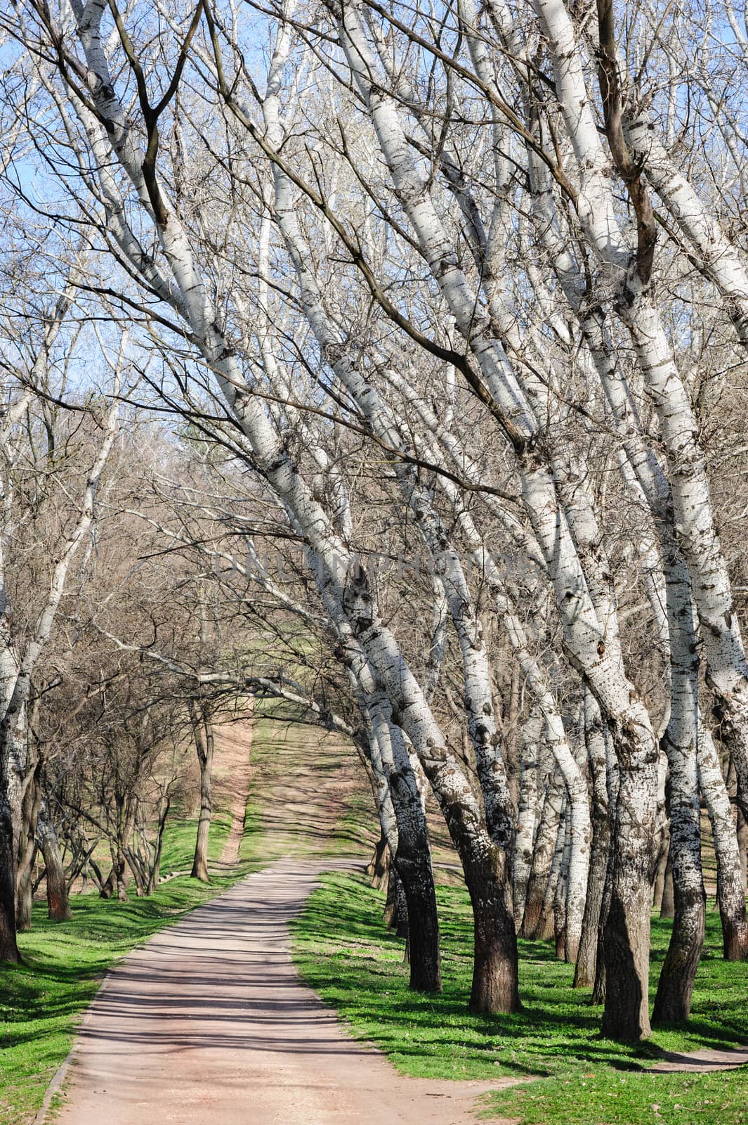 Early spring landscape, road in the forest