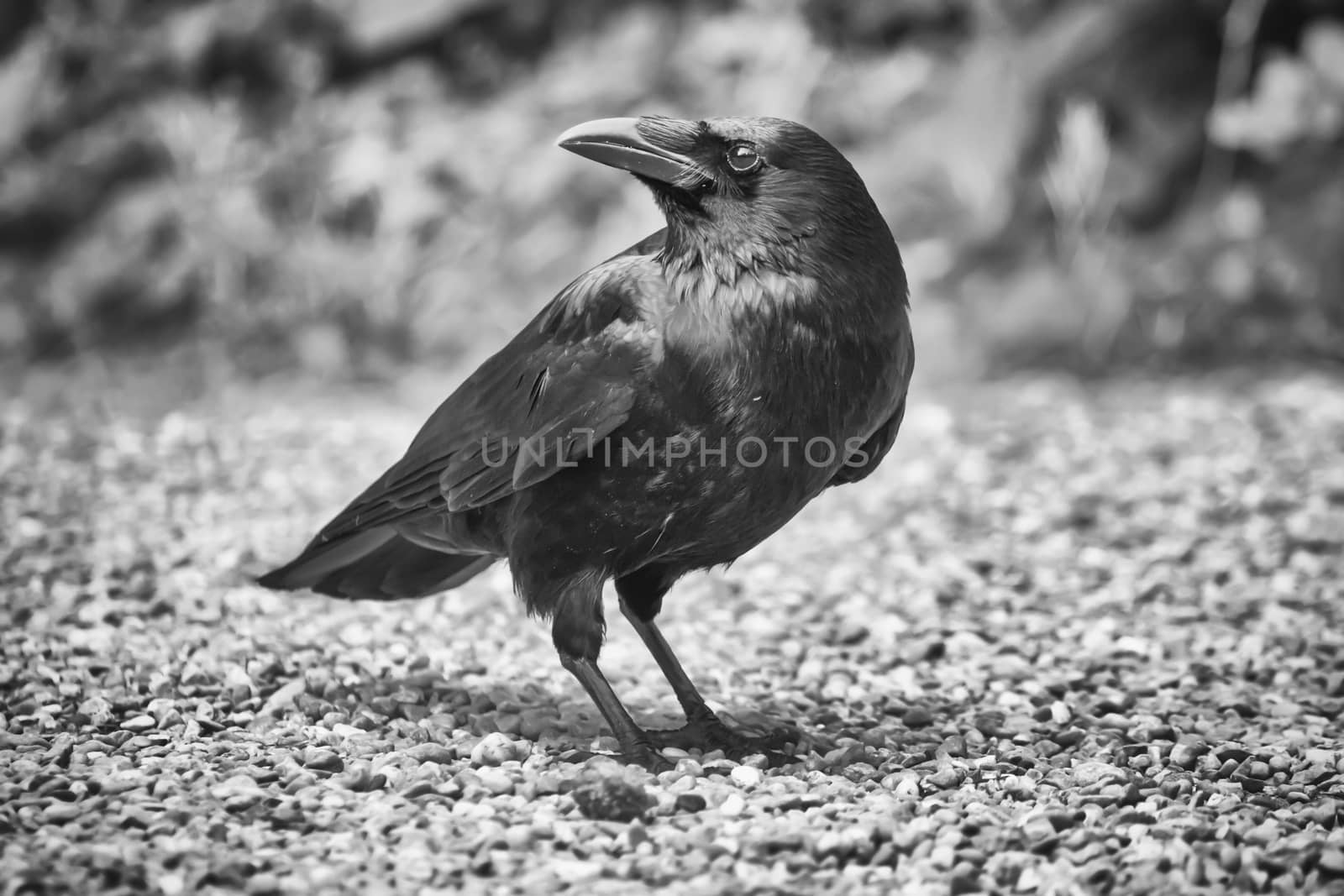 Black and white common raven, corvus corax, standing on the ground