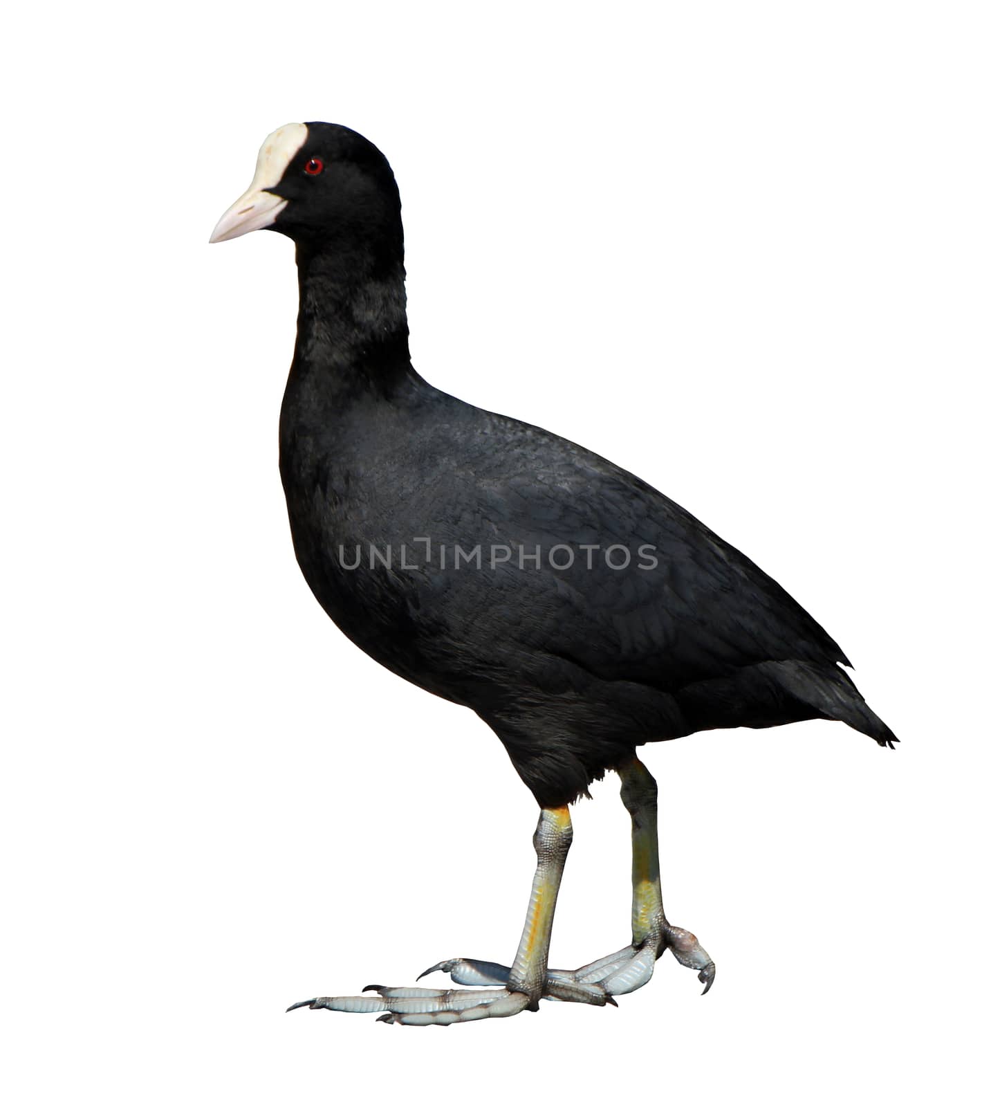 Walking eurasian coot, fulica atra, isolated in white background