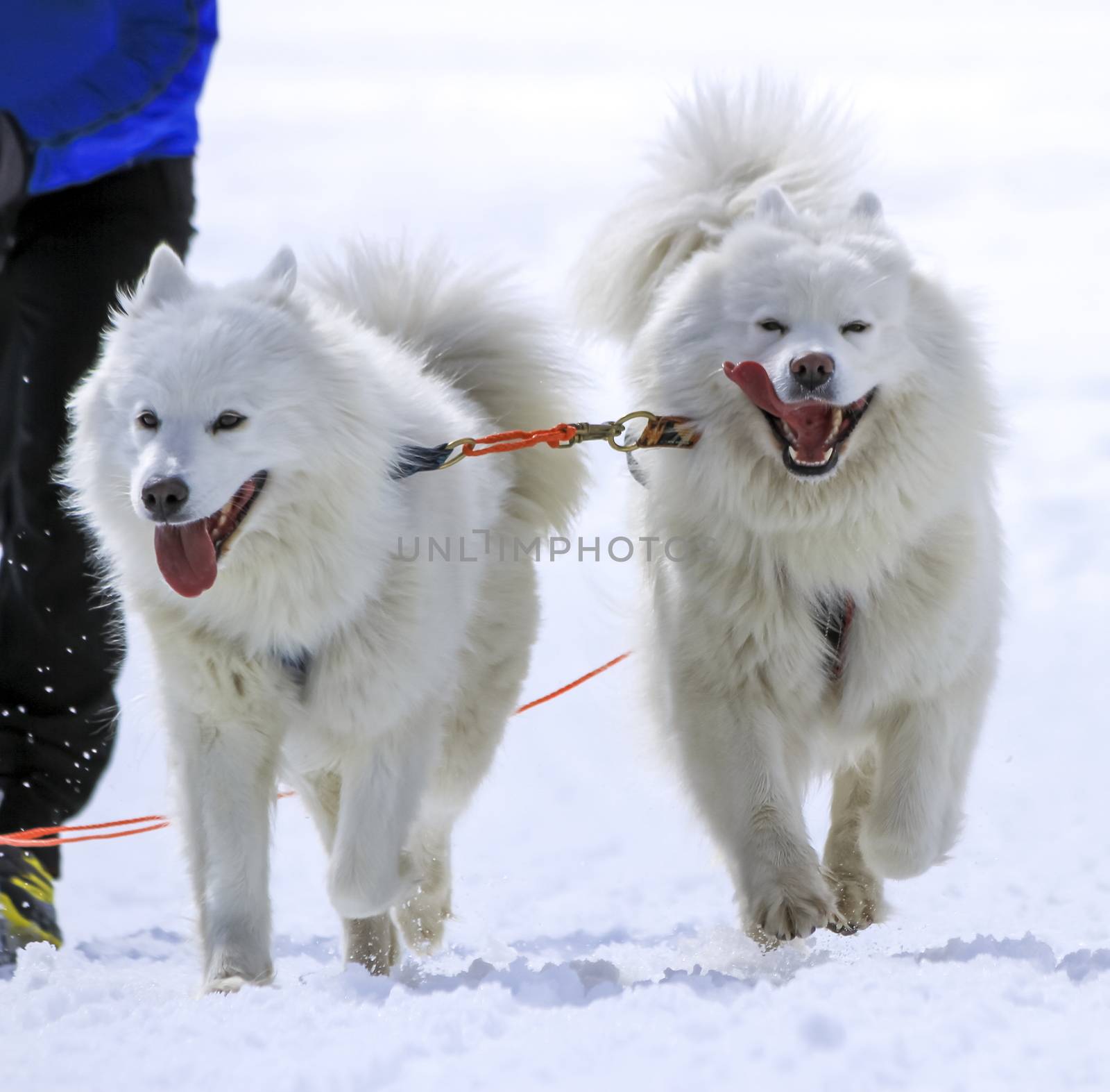 Sled samoyed dogs in speed racing, Moss, Switzerland by Elenaphotos21