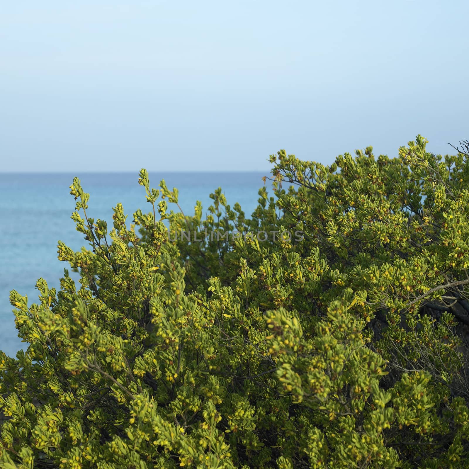 Green bushes on a cliff with blue ocean