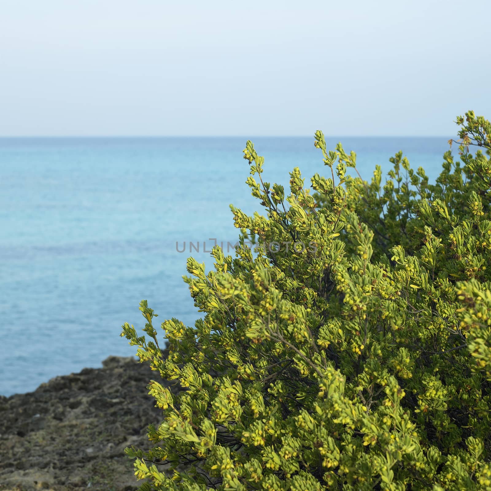 Green bushes on a cliff with blue ocean