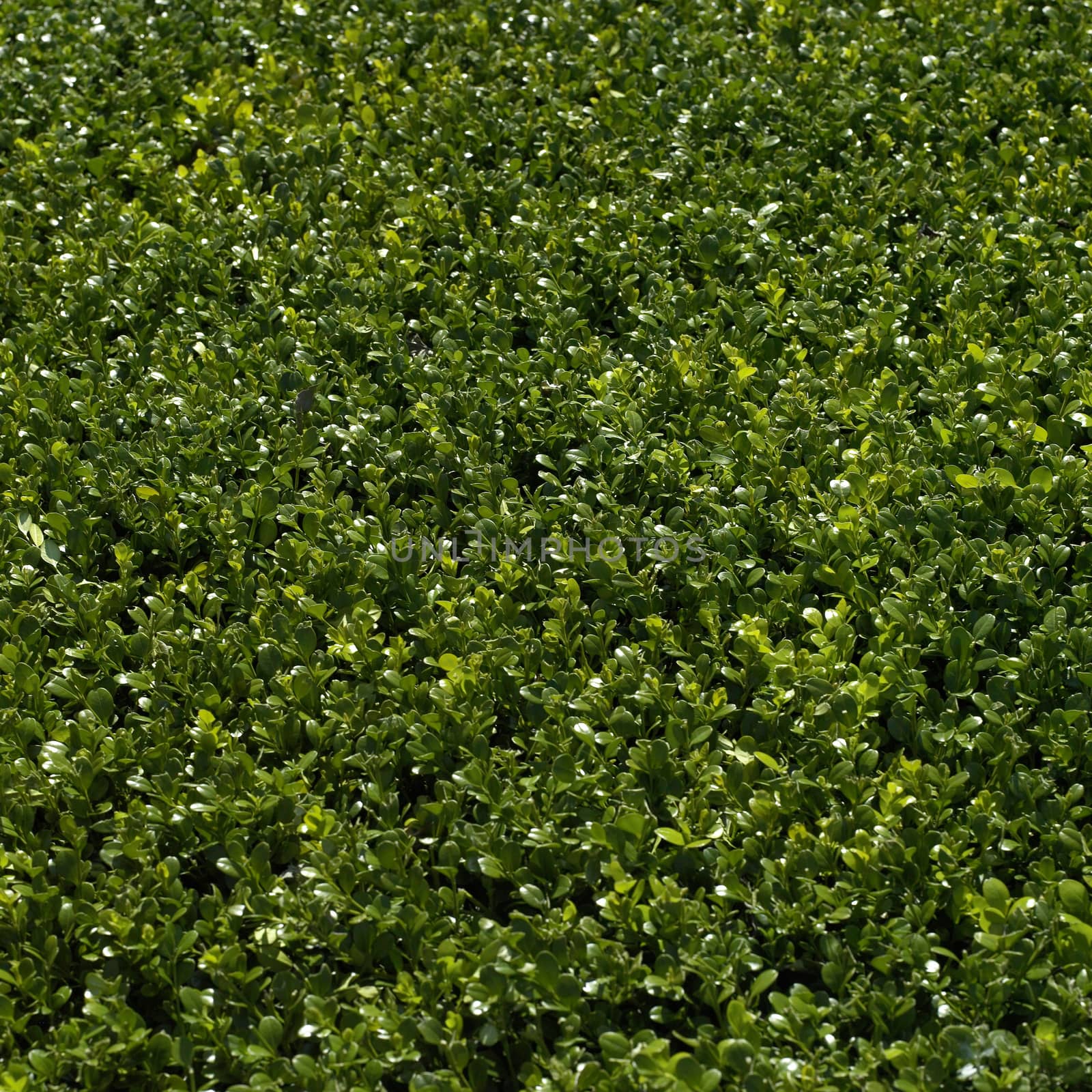 Green bushes manicured into a perfect hedge
