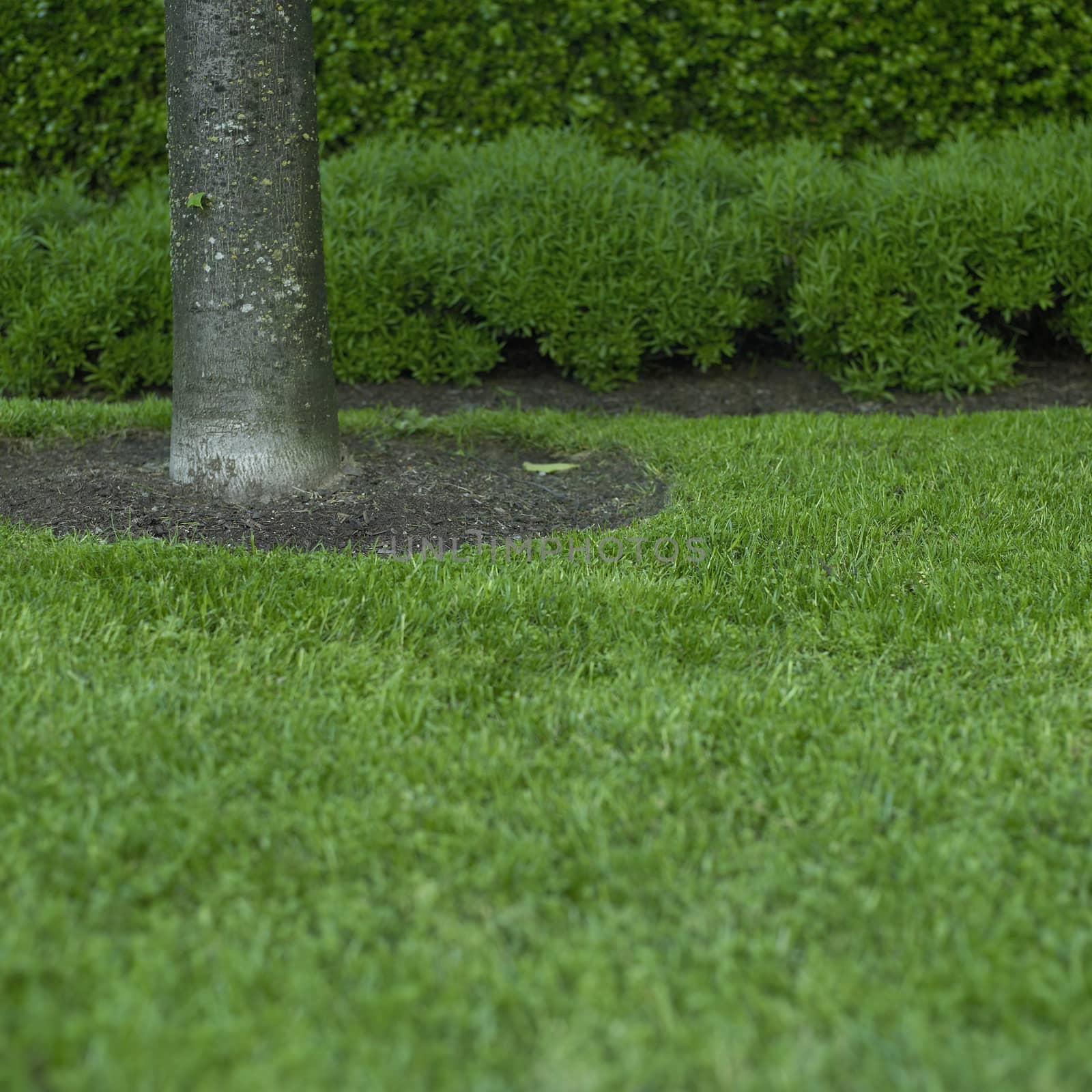 Green grass and tree trunk by mmm