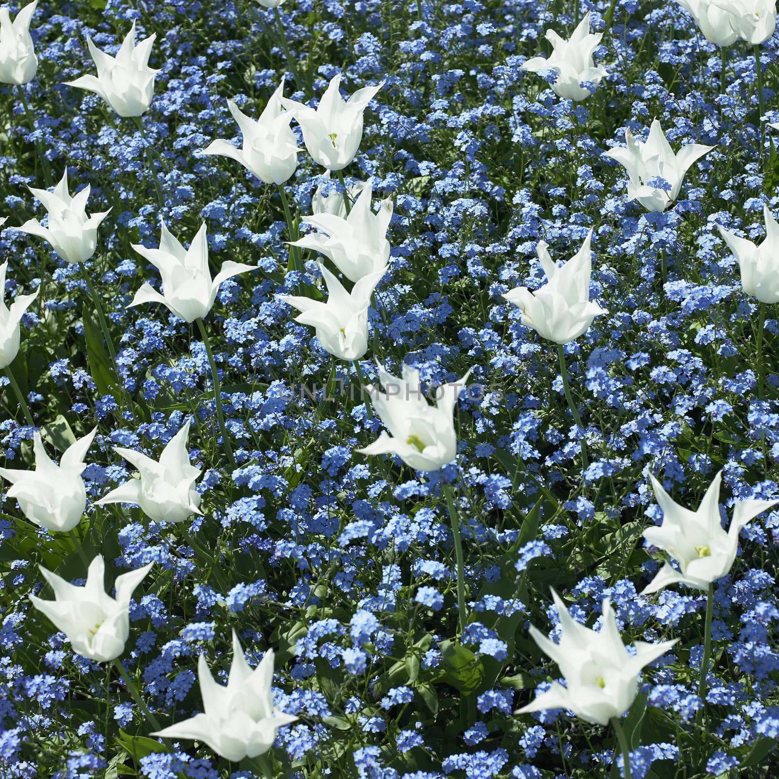 Bed of white tulips and small blue flowers