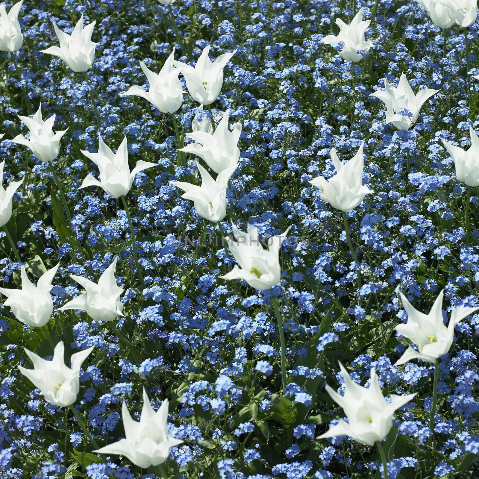 White tulips and blue flowers by mmm