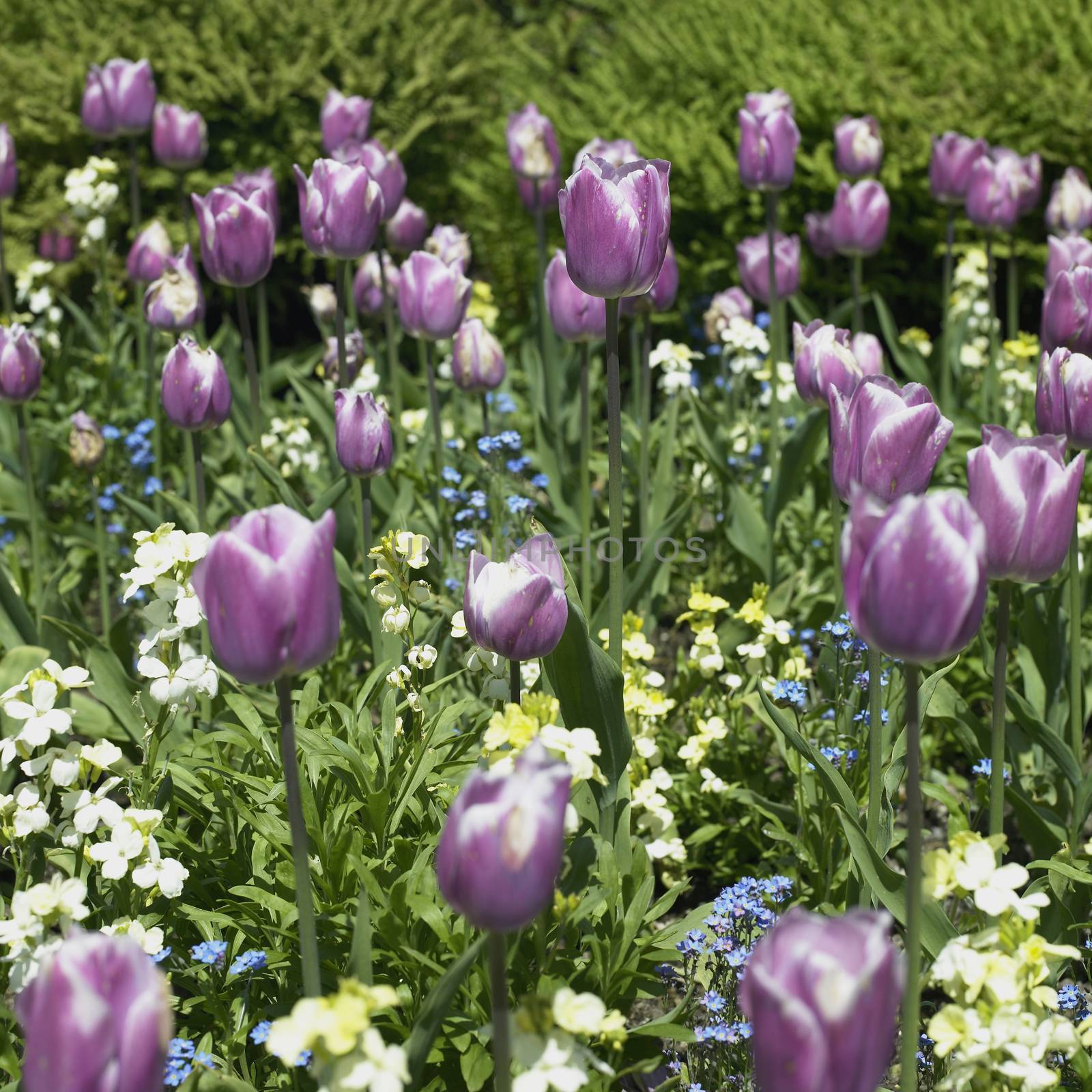 Large garden of purple tulips and smaller flowers