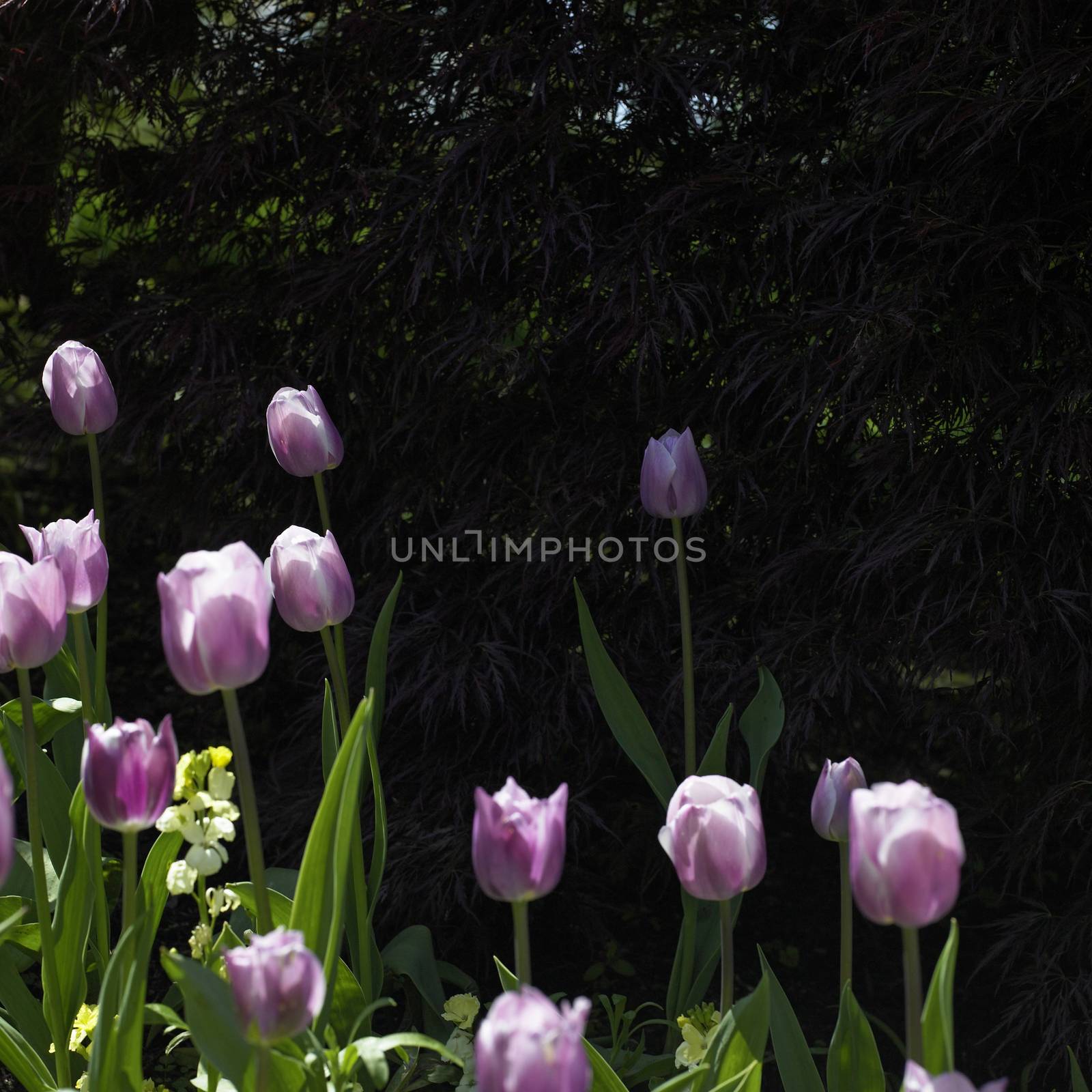 Large garden of purple tulips and smaller flowers