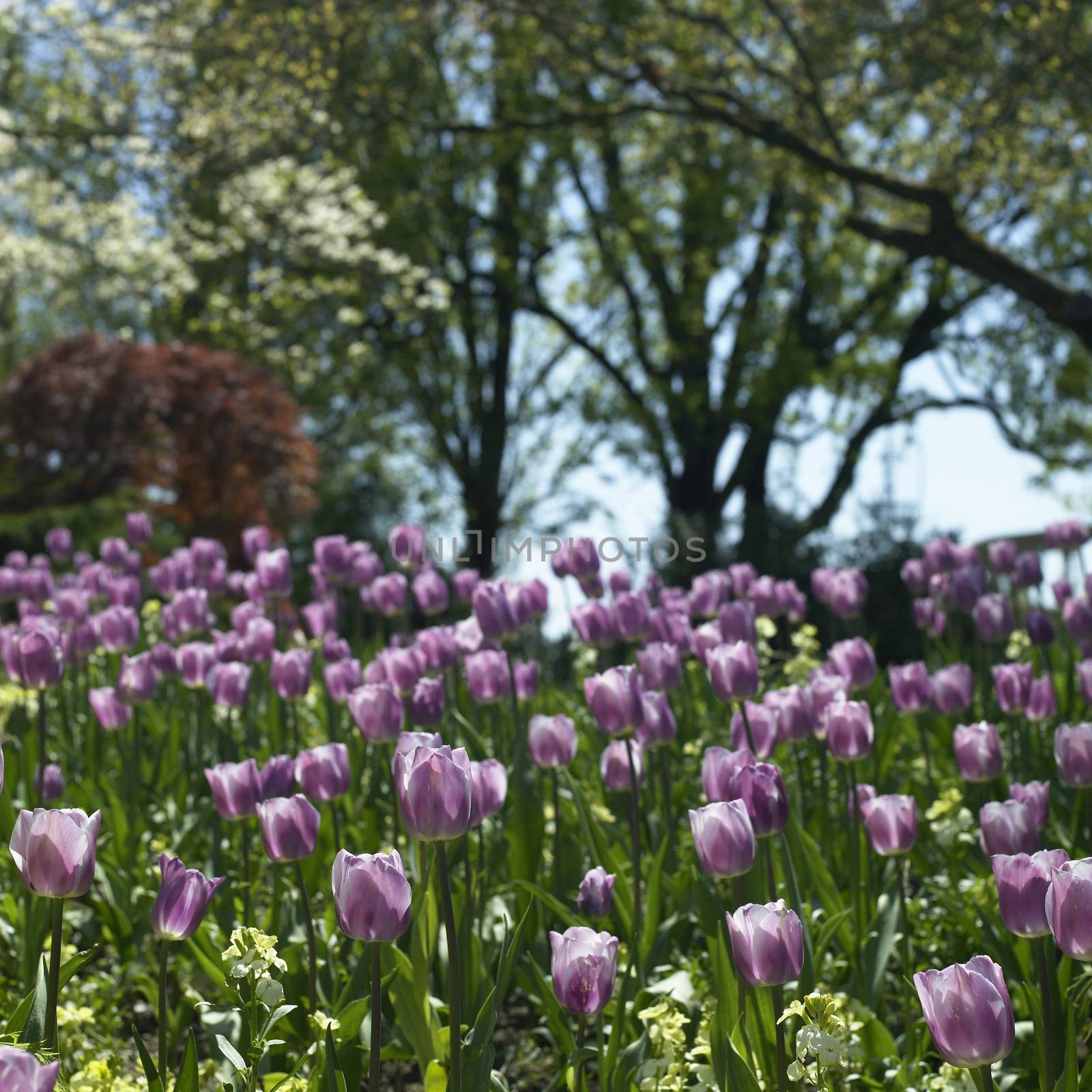 Purple tulips by mmm