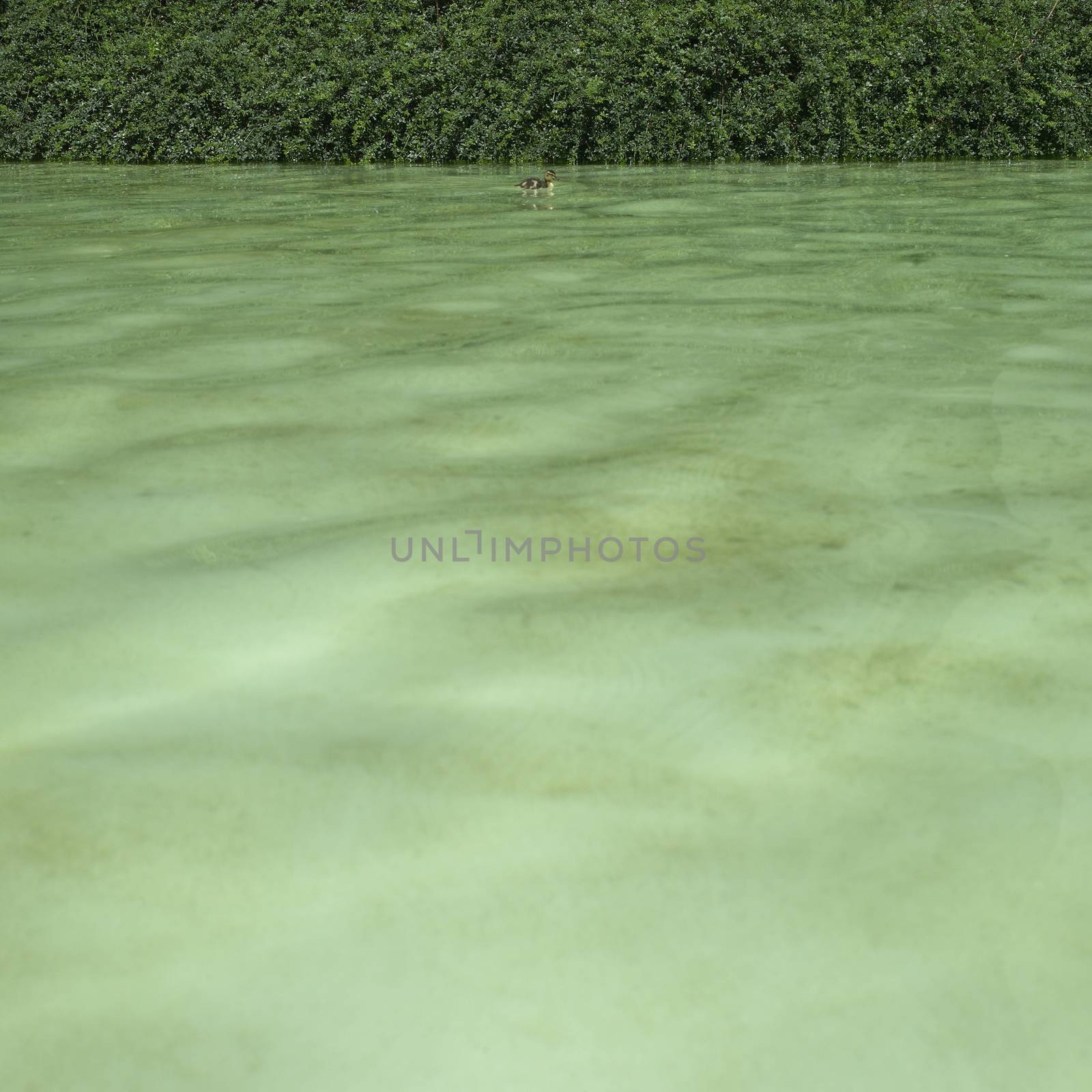 Young baby duck on green water