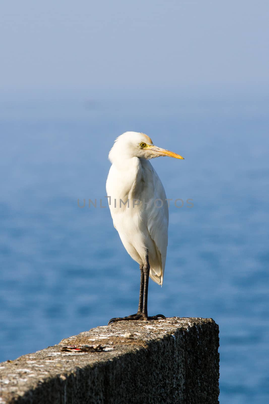 Igret bird against blue Arabian sea (Kerala, India)