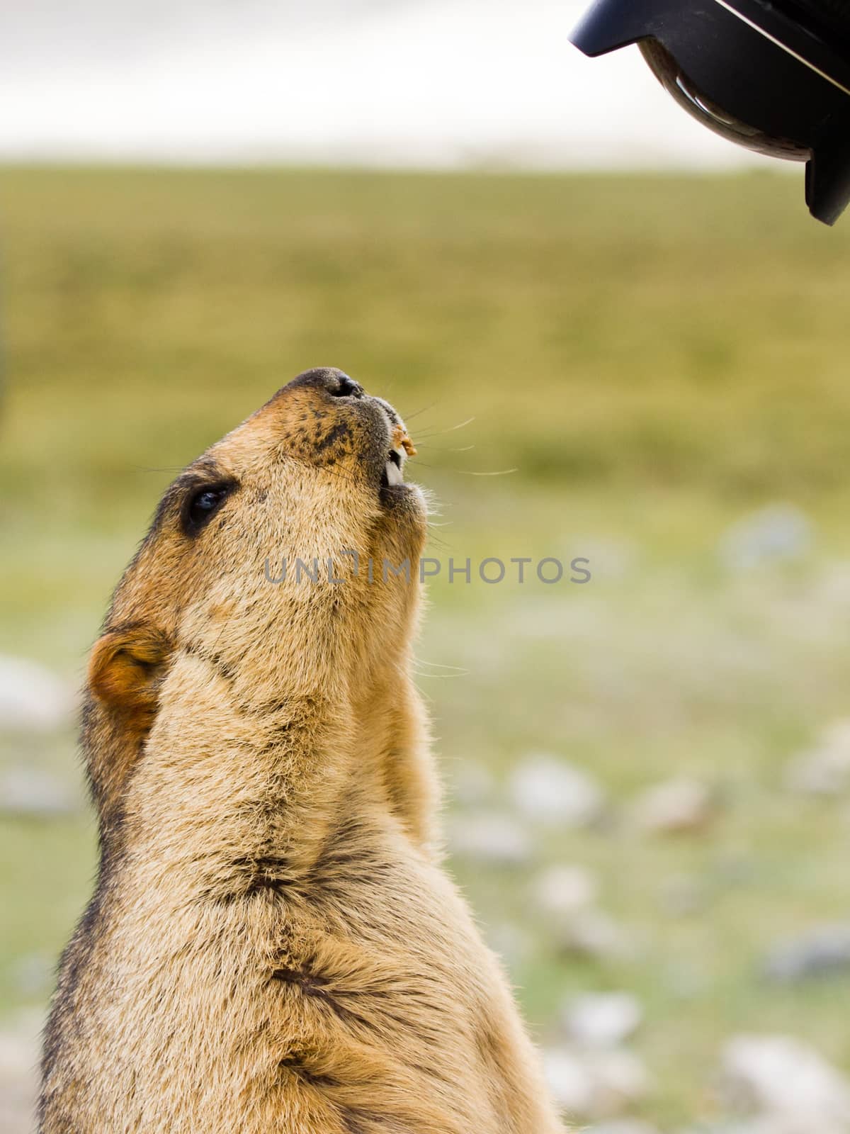 Funny surprising marmot on the meadow looking into the lens (Ladakh, India)