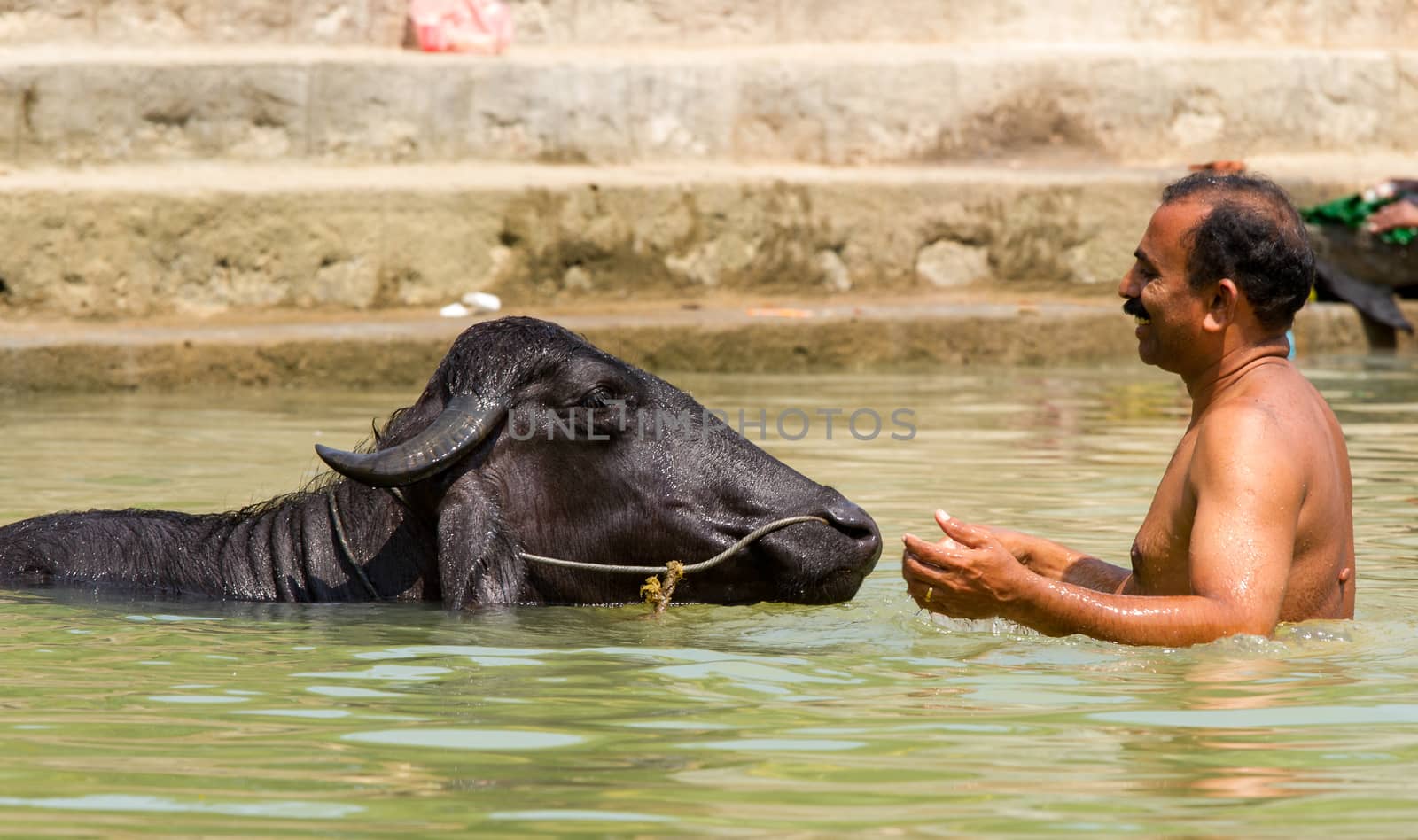 A man with a bull in a Kerala backwaters pond by straannick
