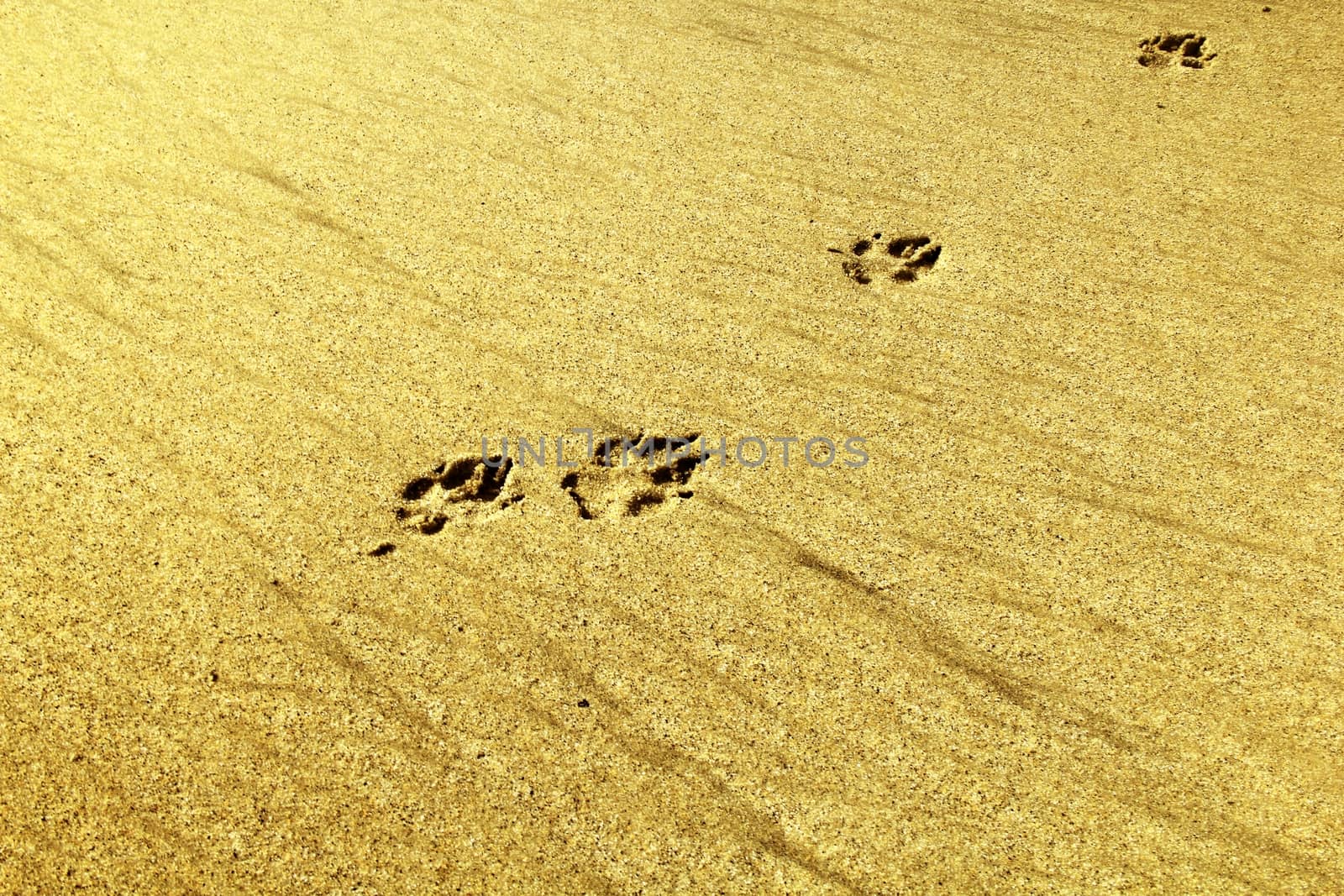 Dog footprint on the sand