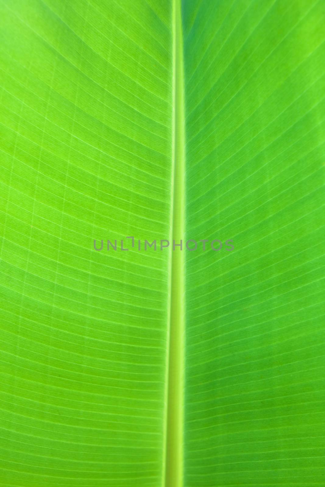 banana leaf by antpkr