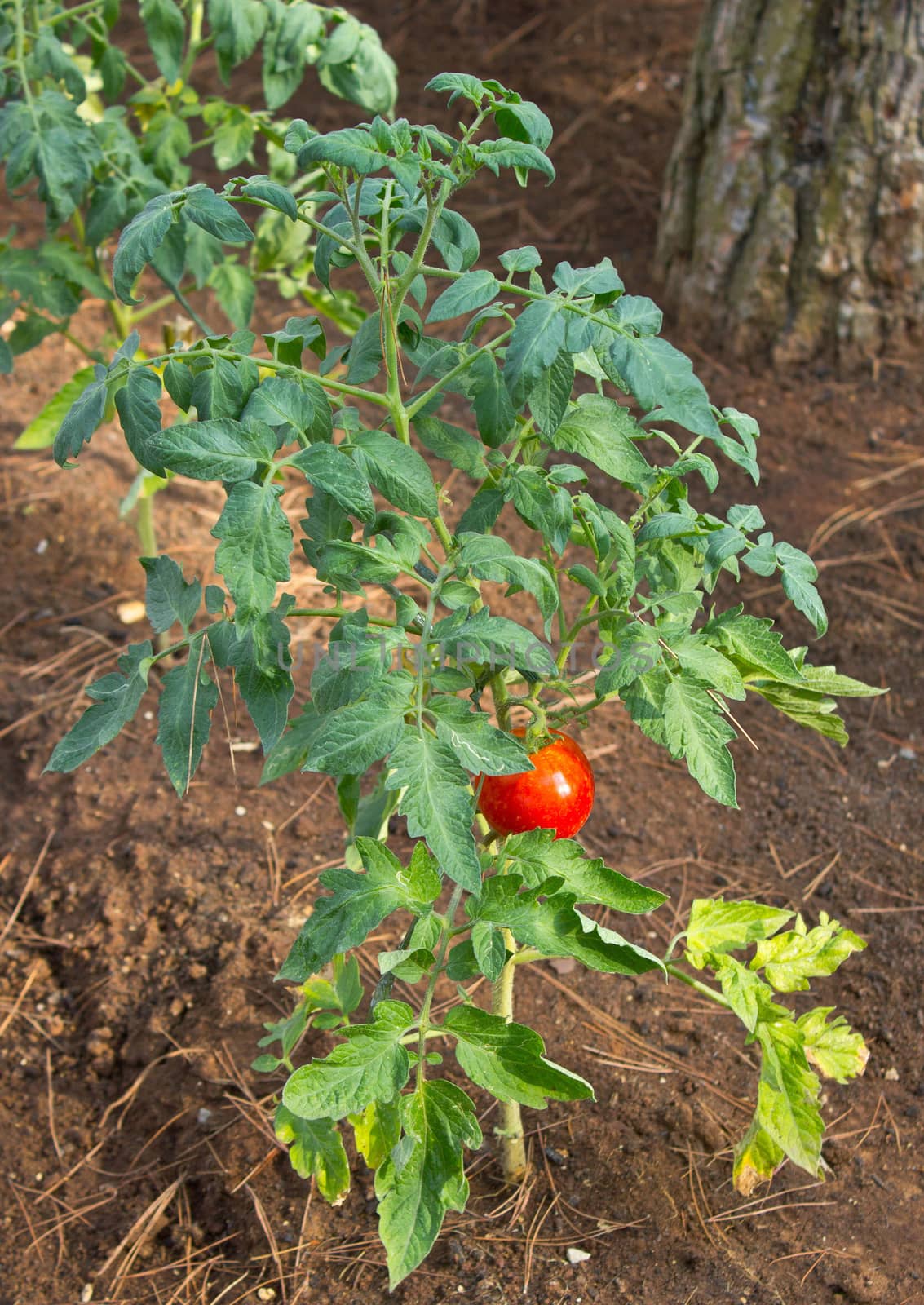 Red tomato plant vertical view by xbrchx