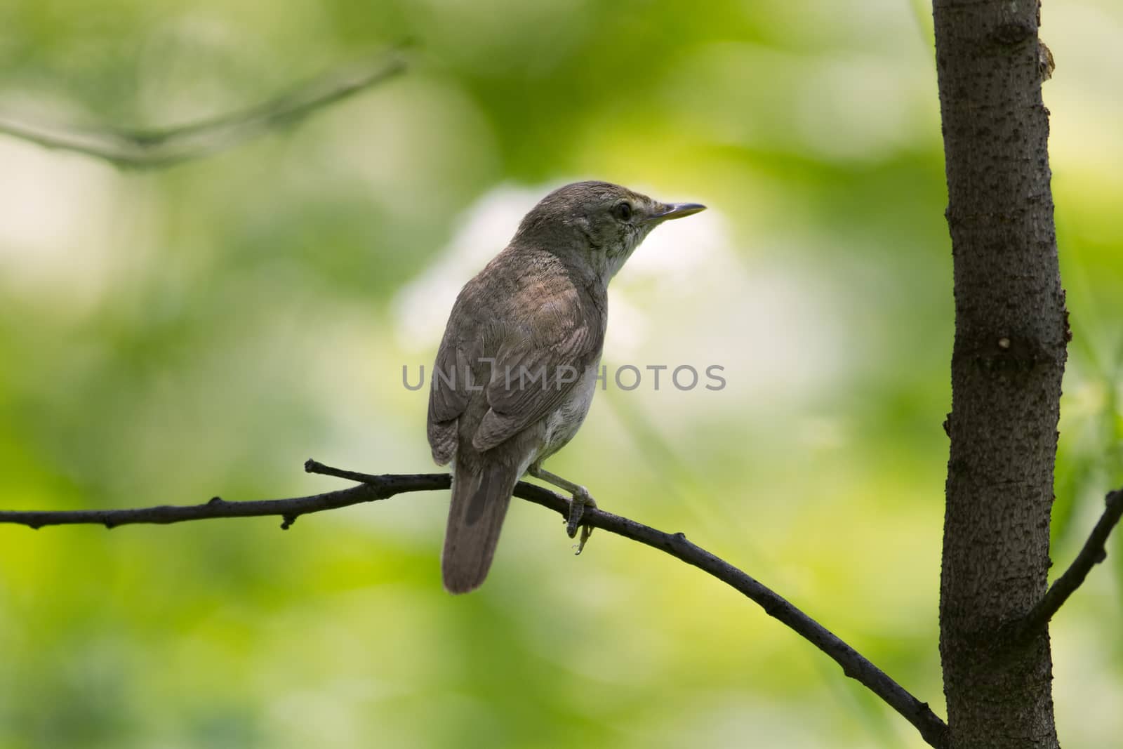Reed warbler sitting on tree branch