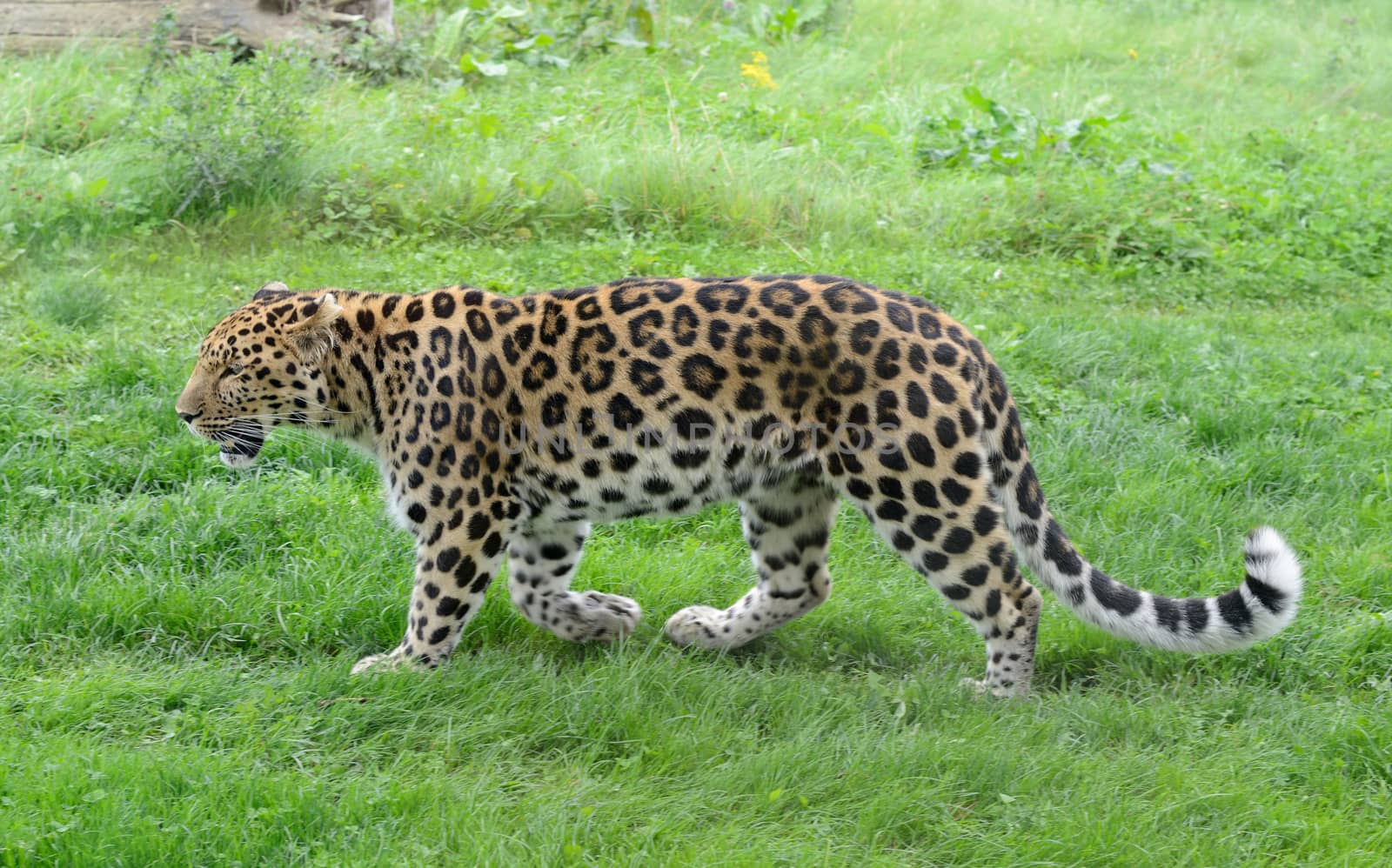 Leopard full length profile view in grass