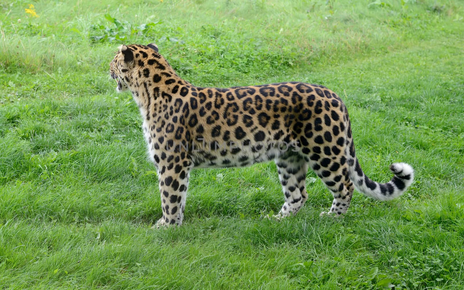 Leopard looking away full length showing spots on fur