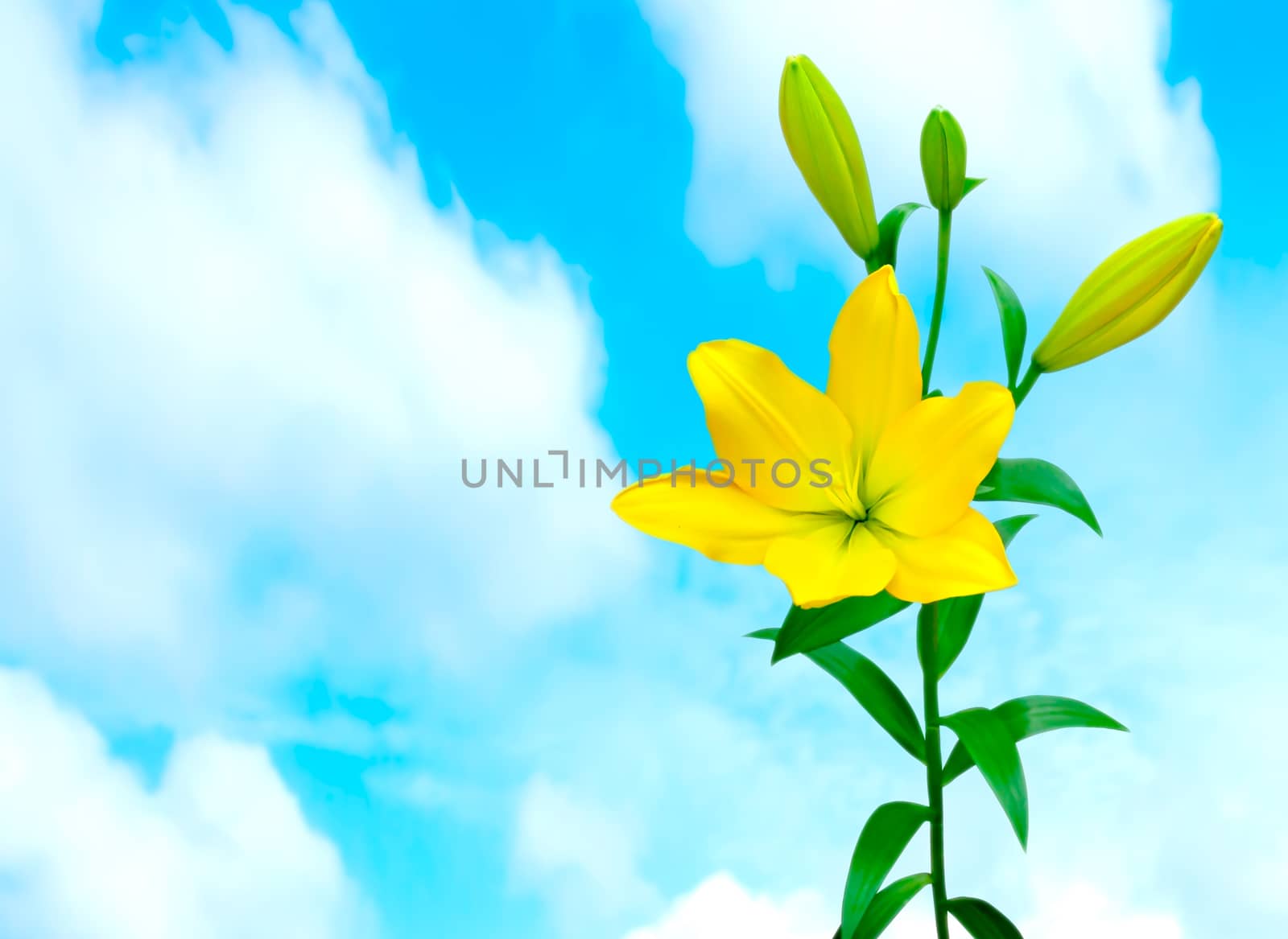 Beautiful of Yellow Lily with nature background.
