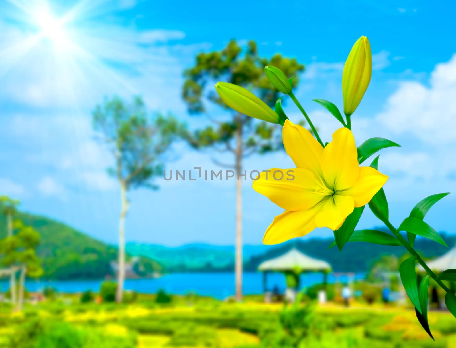Beautiful of Yellow Lily with nature background.