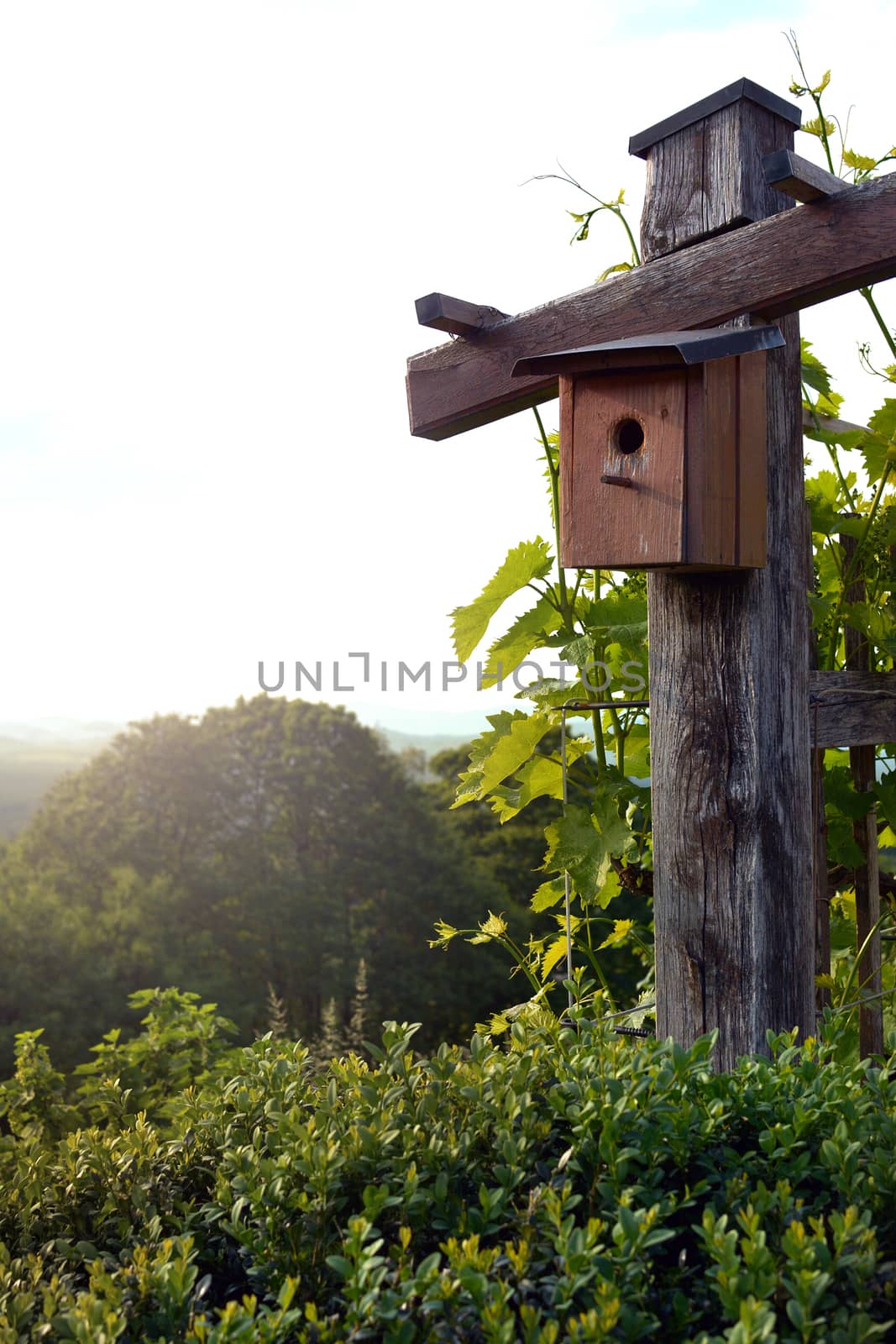 Bird house in nature by photosampler