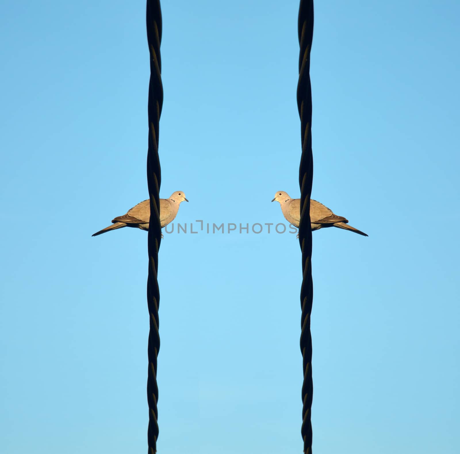 Two birds comunicating on a wire.