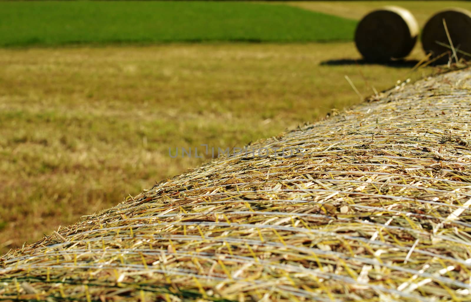 Straw bales in the background.