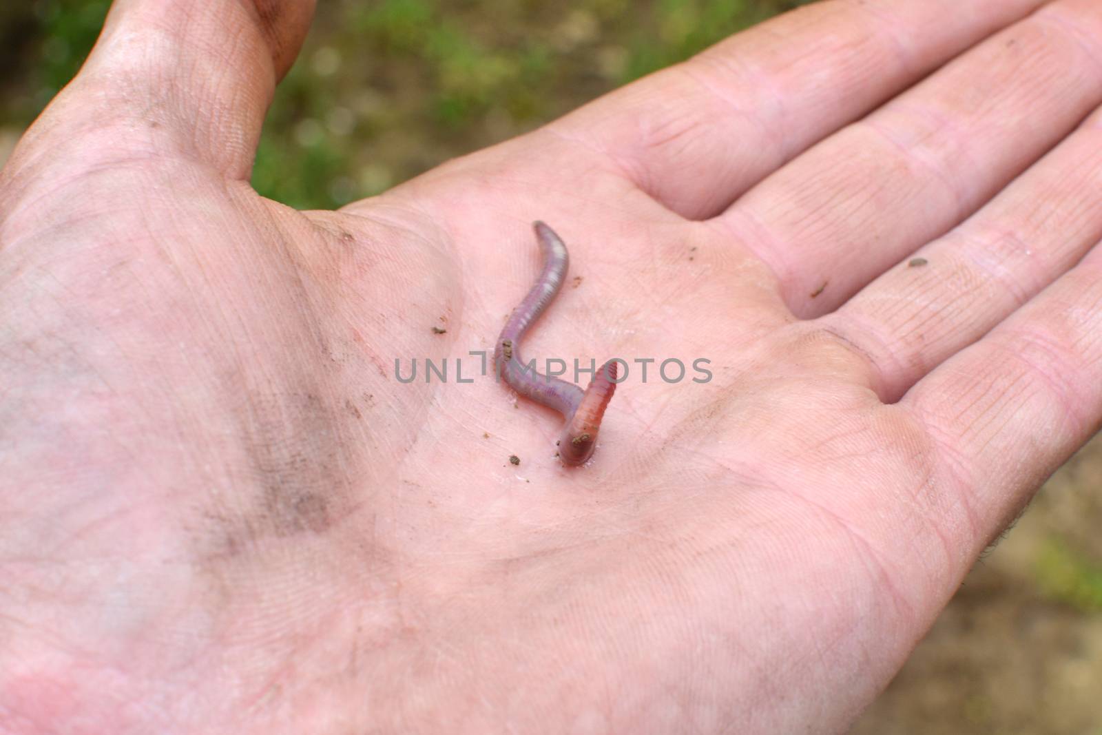 Worm in the Hand by photosampler