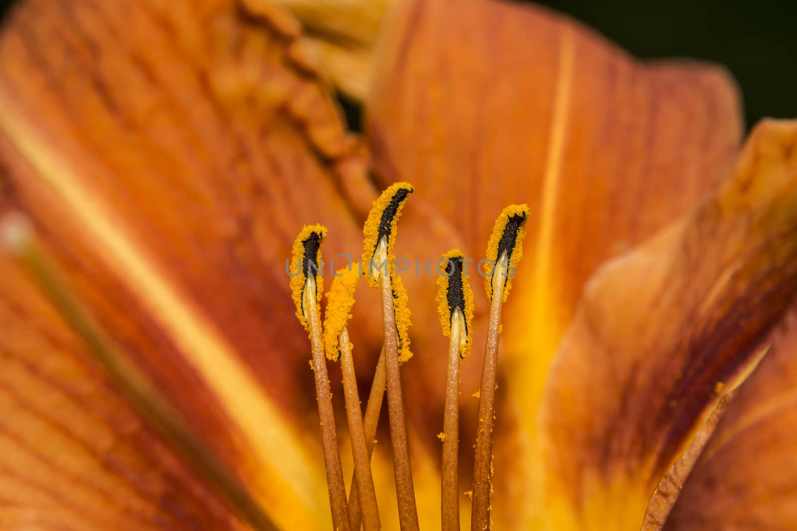 Macro shot of a flower anther.