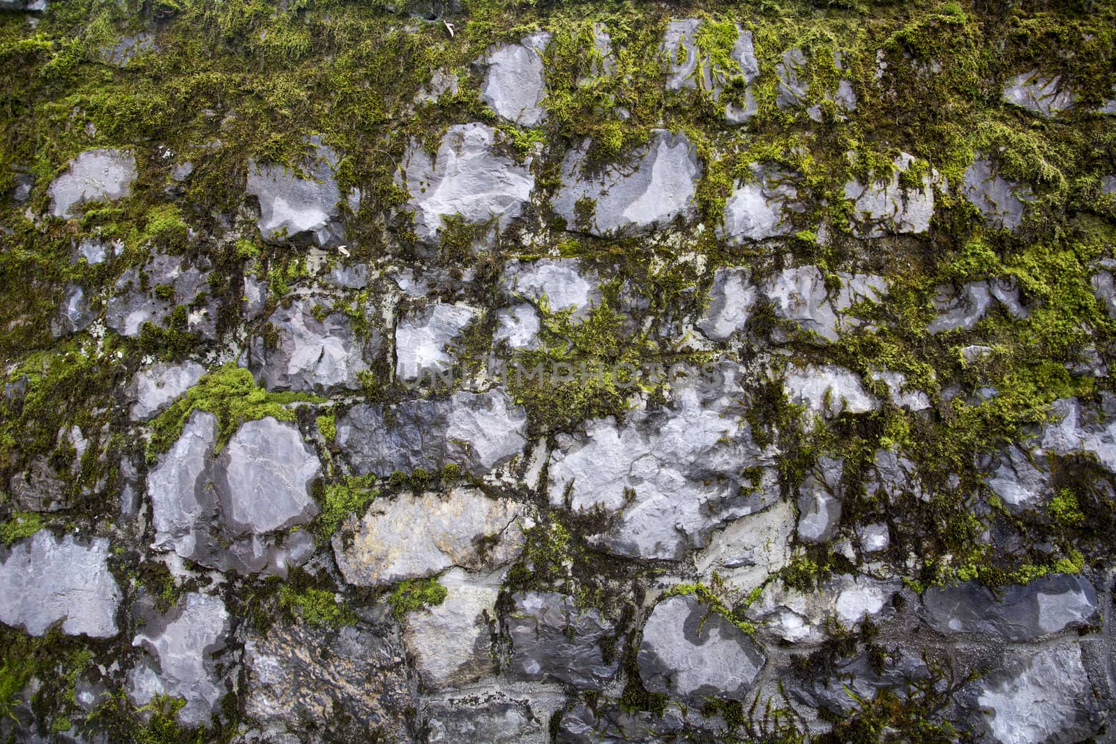 Moss texture on a wall