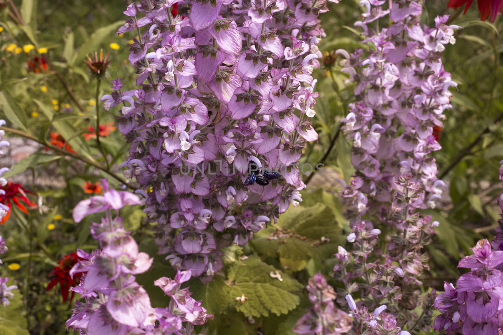 Blue Carpenter Bee by photosampler