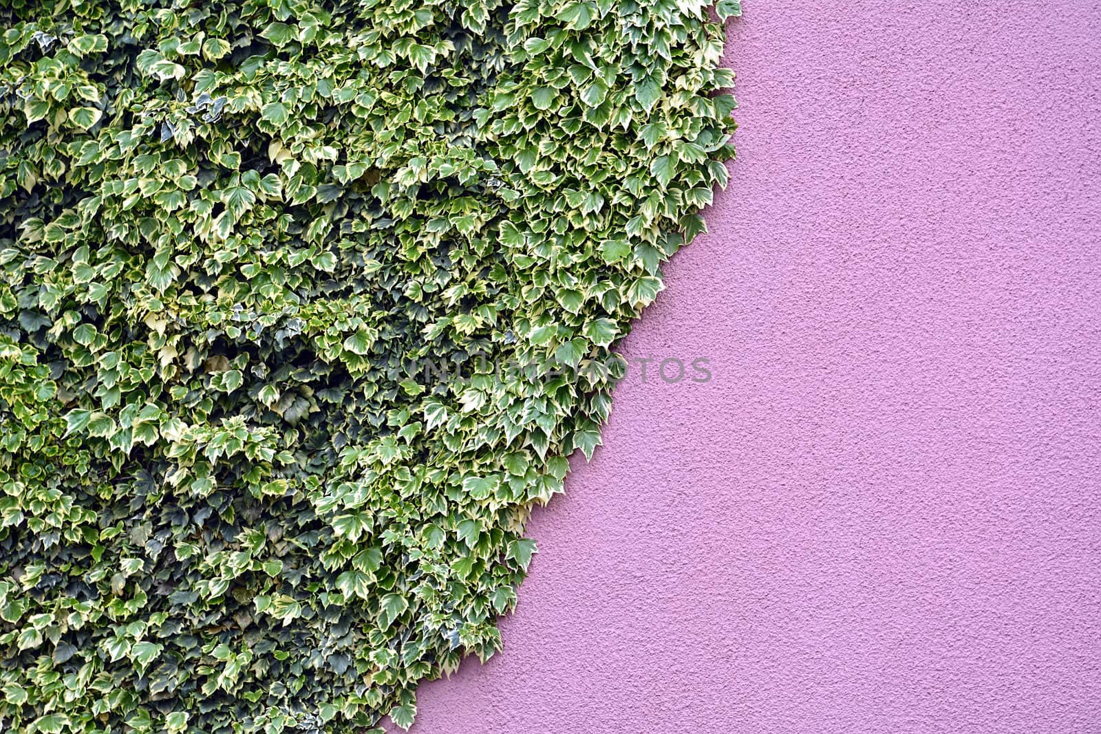 Ivy on the wall by photosampler