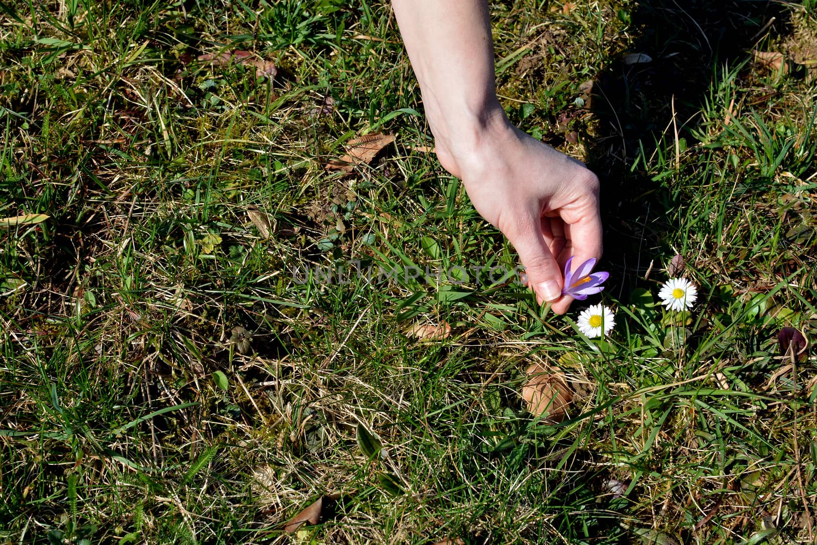 A hand picking up a Crocus sativus, 24mp shot.